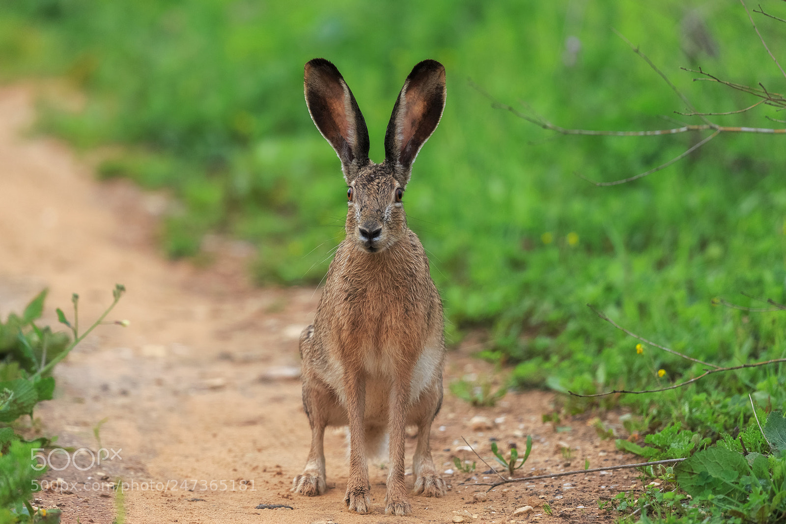 Canon EOS-1D X sample photo. Wild rabbit photography
