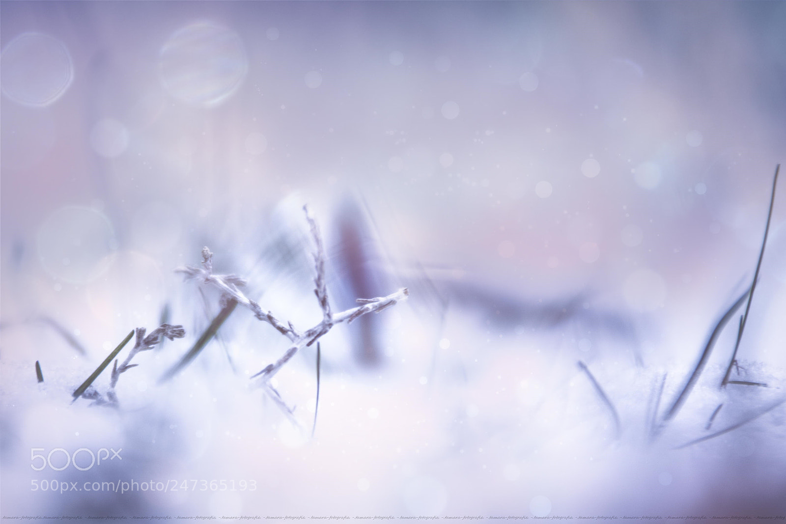 Sony ILCA-77M2 sample photo. L i g h photography
