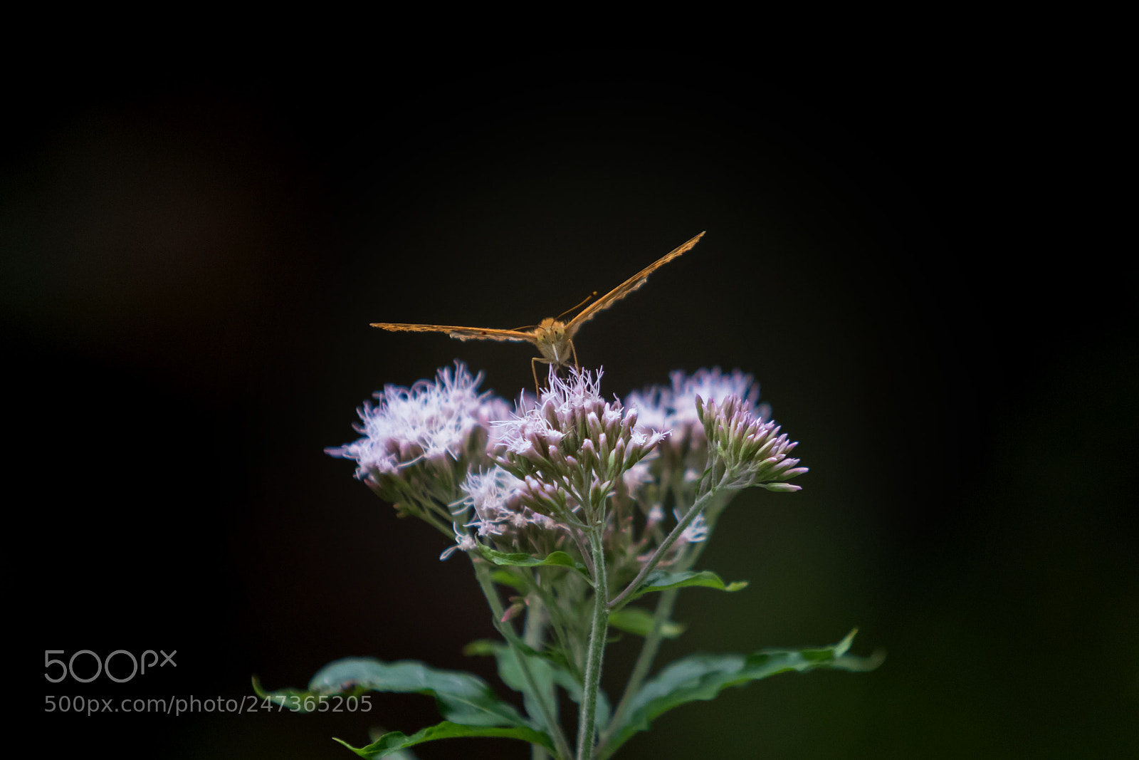 Canon EOS 7D Mark II sample photo. Butterfly on the go photography