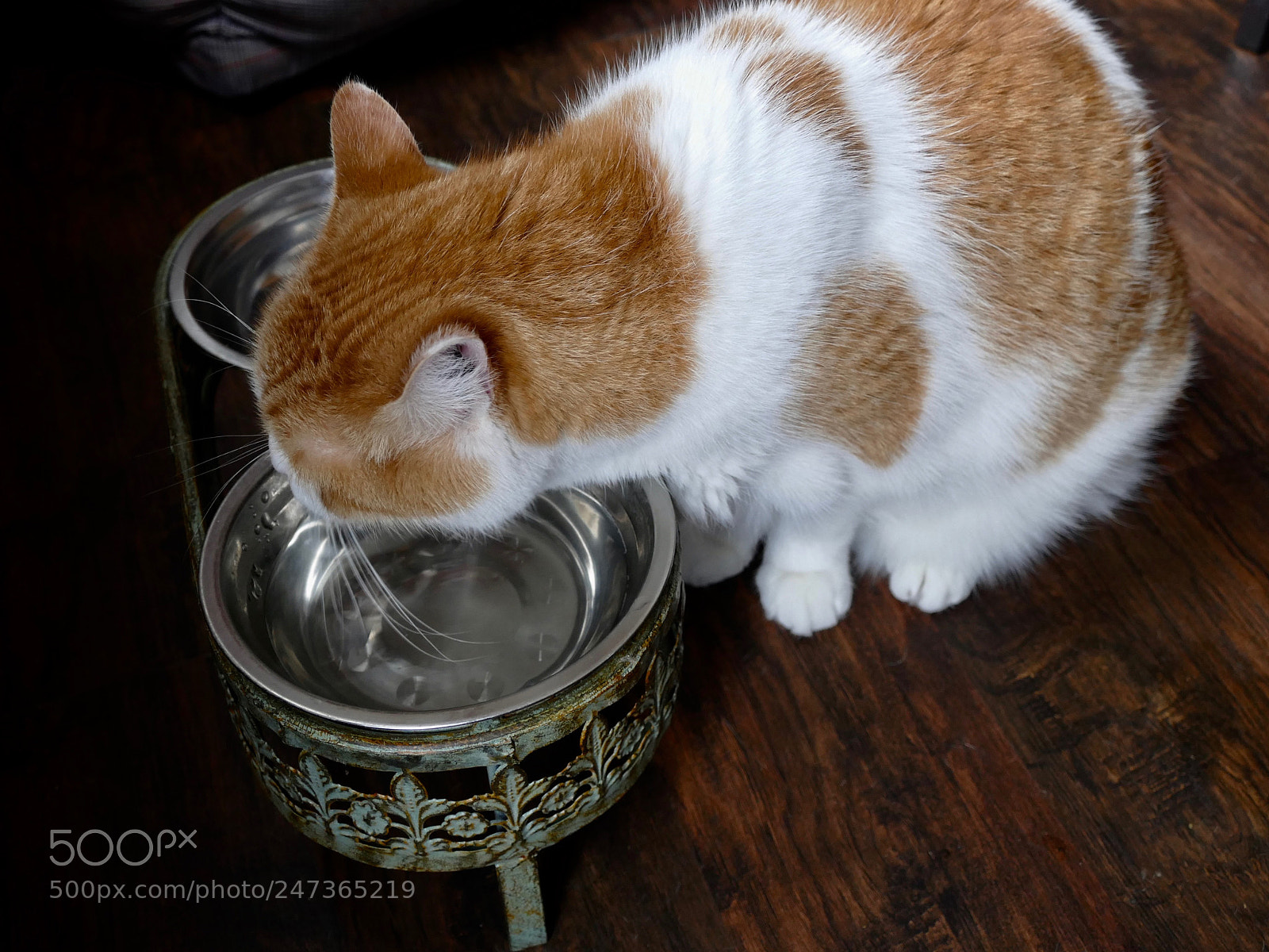 Panasonic Lumix DMC-FZ1000 sample photo. Cat drinking water photography