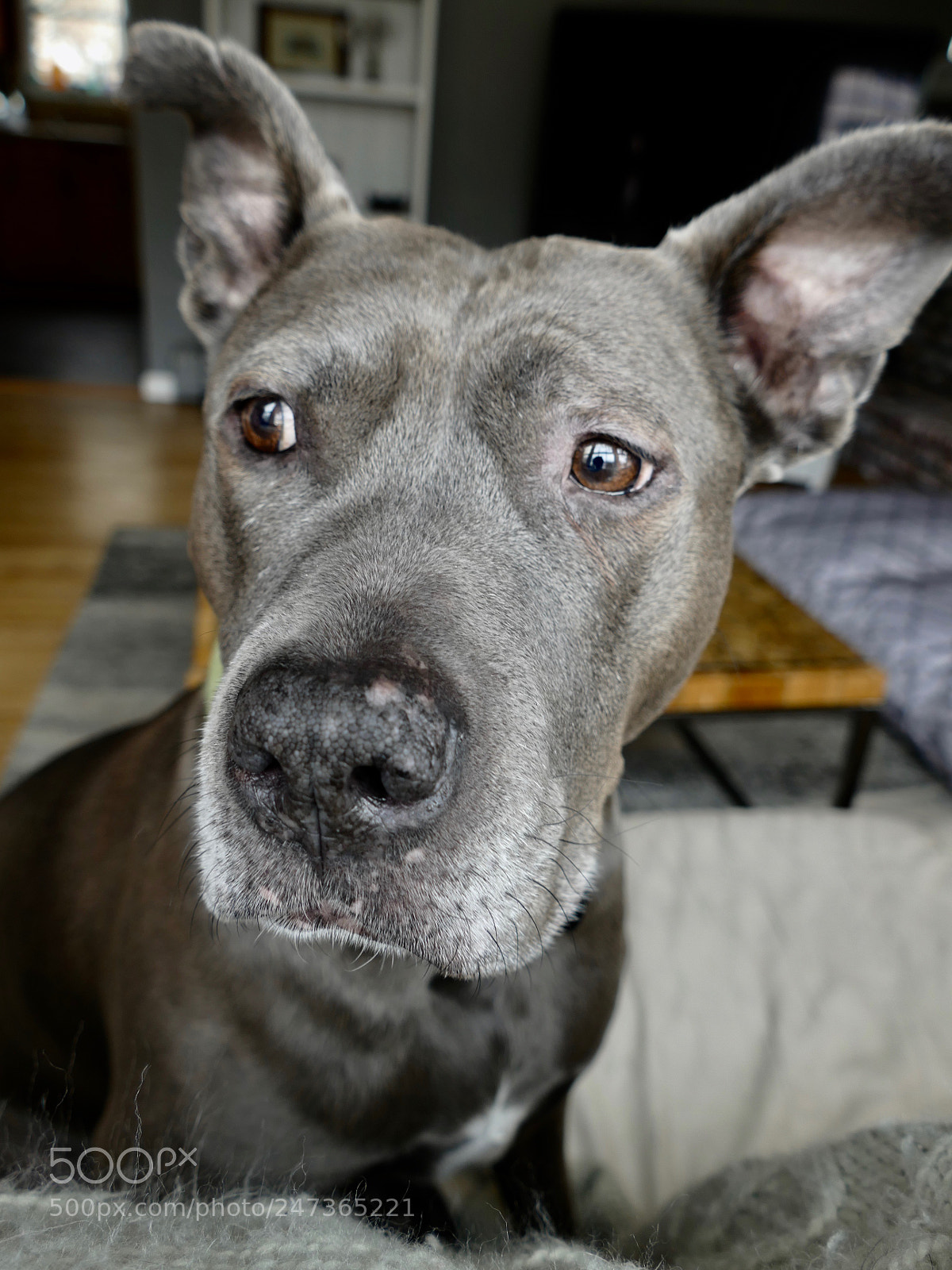 Panasonic Lumix DMC-FZ1000 sample photo. A pitbull named daisy photography