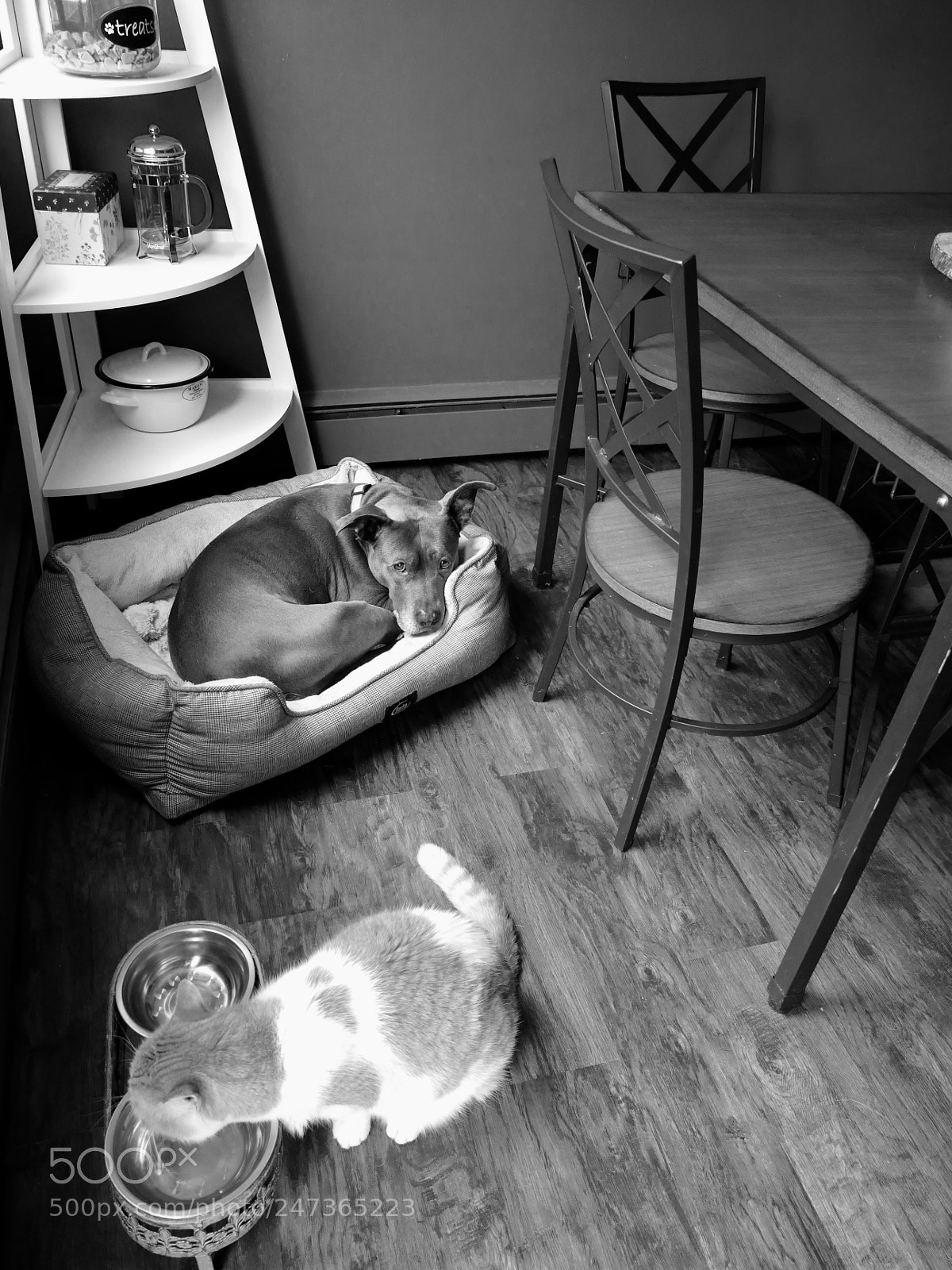 Panasonic Lumix DMC-FZ1000 sample photo. Cat & dog photography