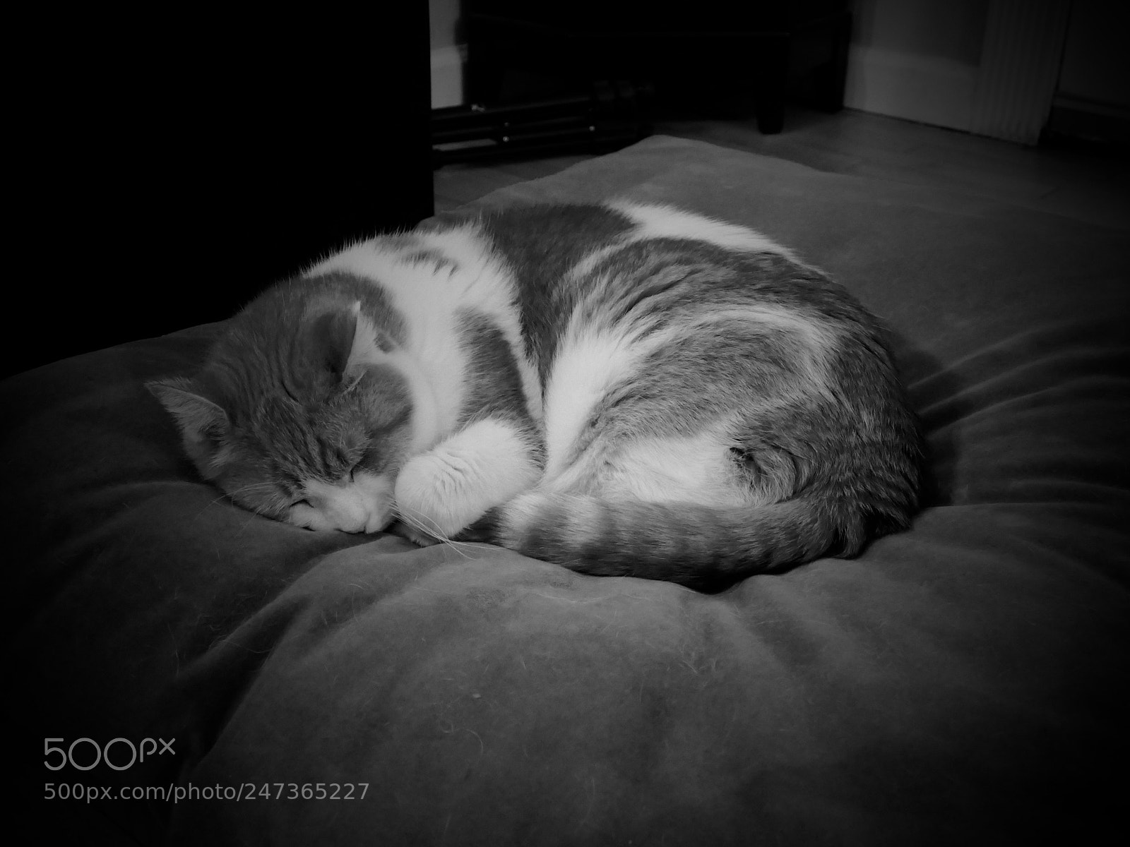 Panasonic Lumix DMC-FZ1000 sample photo. Sleeping cat photography