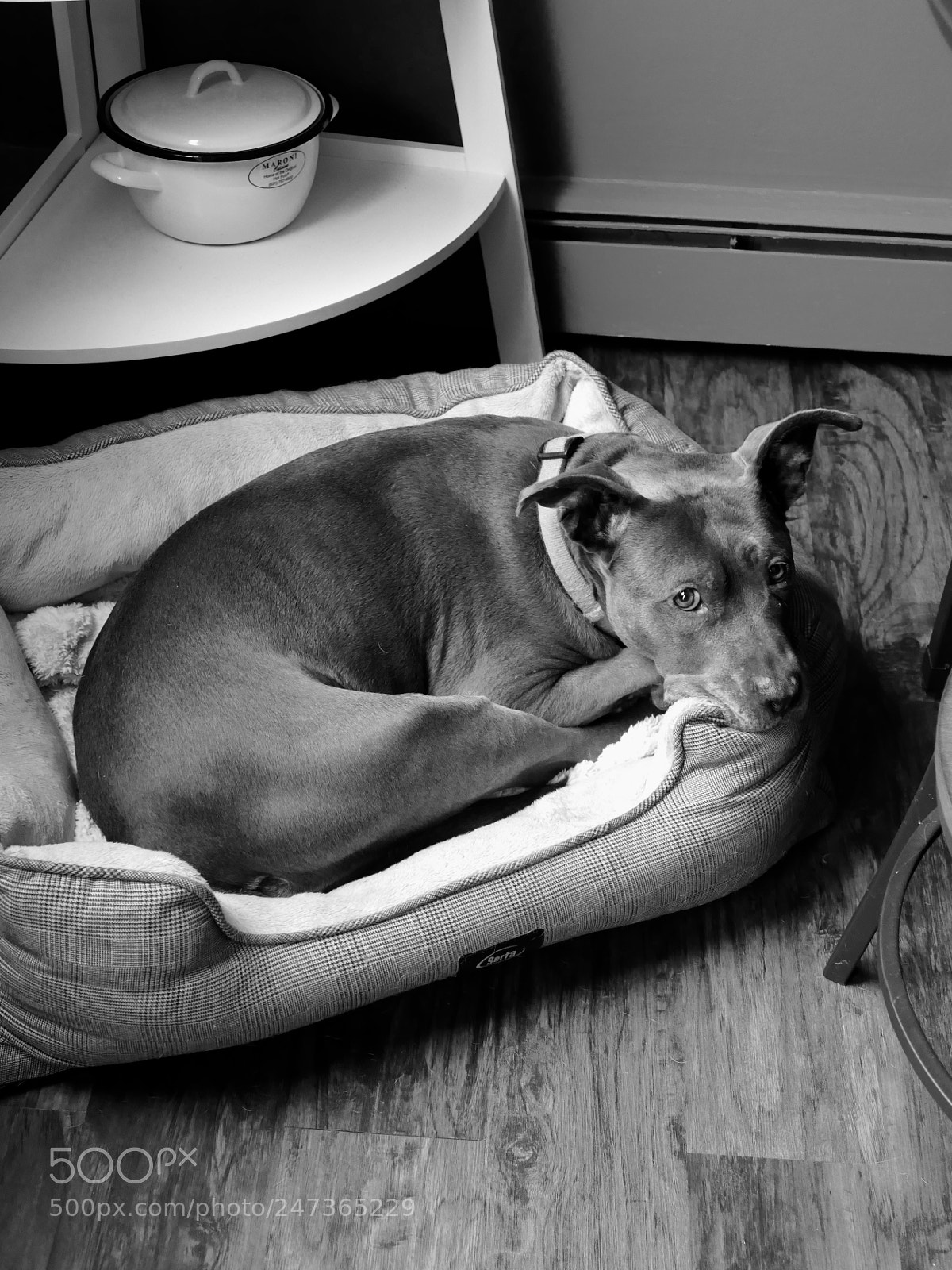 Panasonic Lumix DMC-FZ1000 sample photo. Dog resting photography