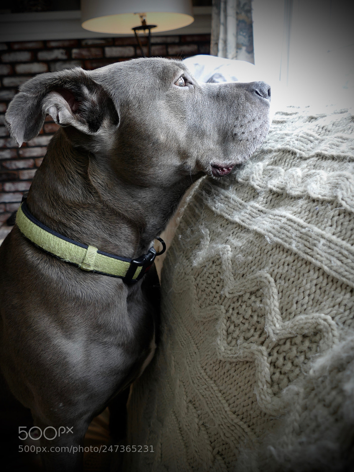 Panasonic Lumix DMC-FZ1000 sample photo. Dog looking out window photography