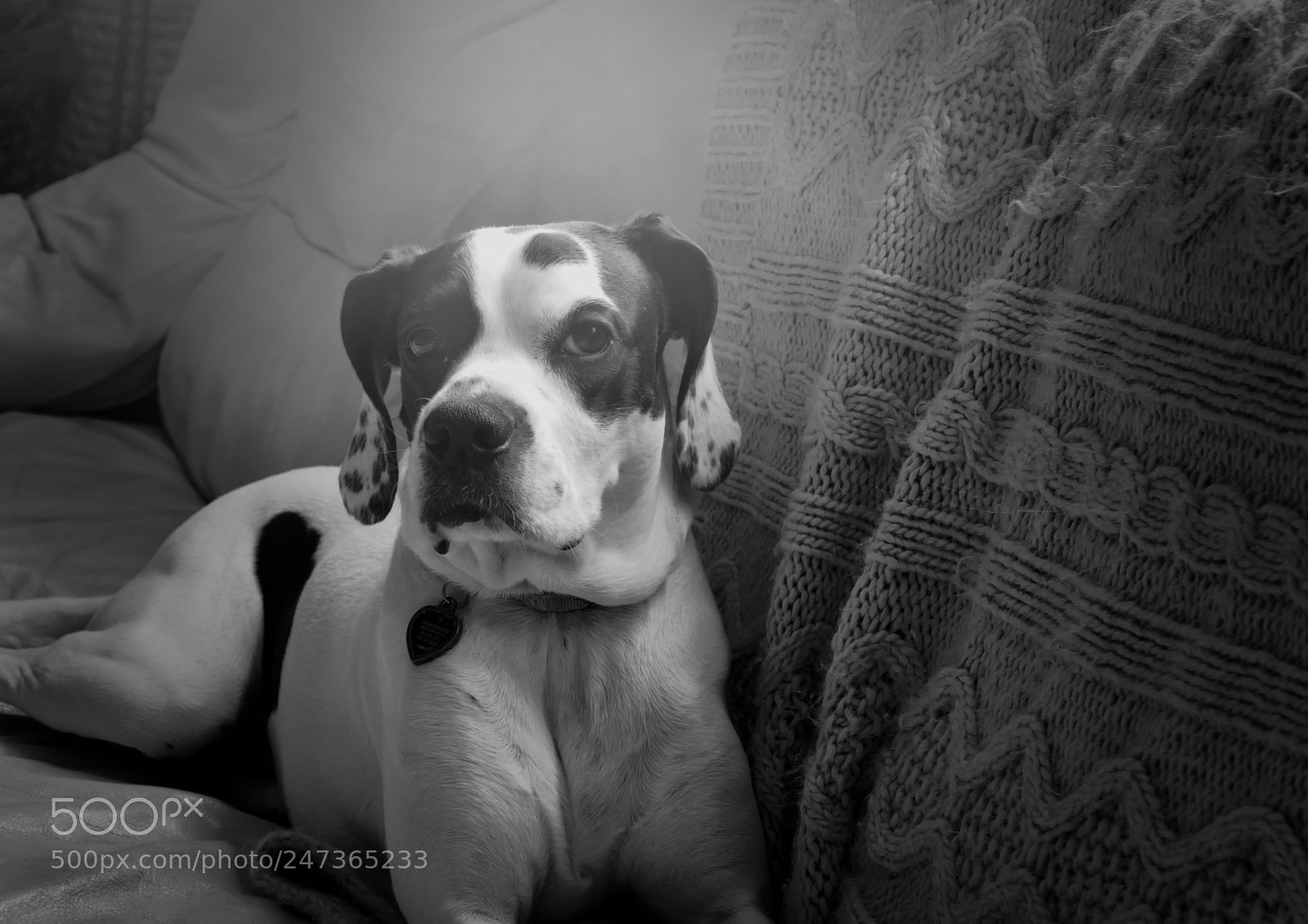 Panasonic Lumix DMC-FZ1000 sample photo. A dog named violet photography