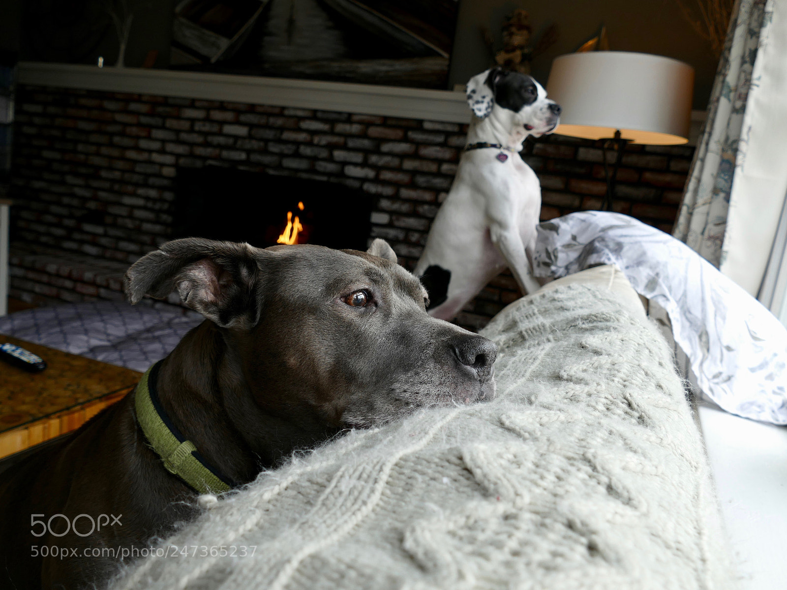 Panasonic Lumix DMC-FZ1000 sample photo. Daisy and violet. best photography