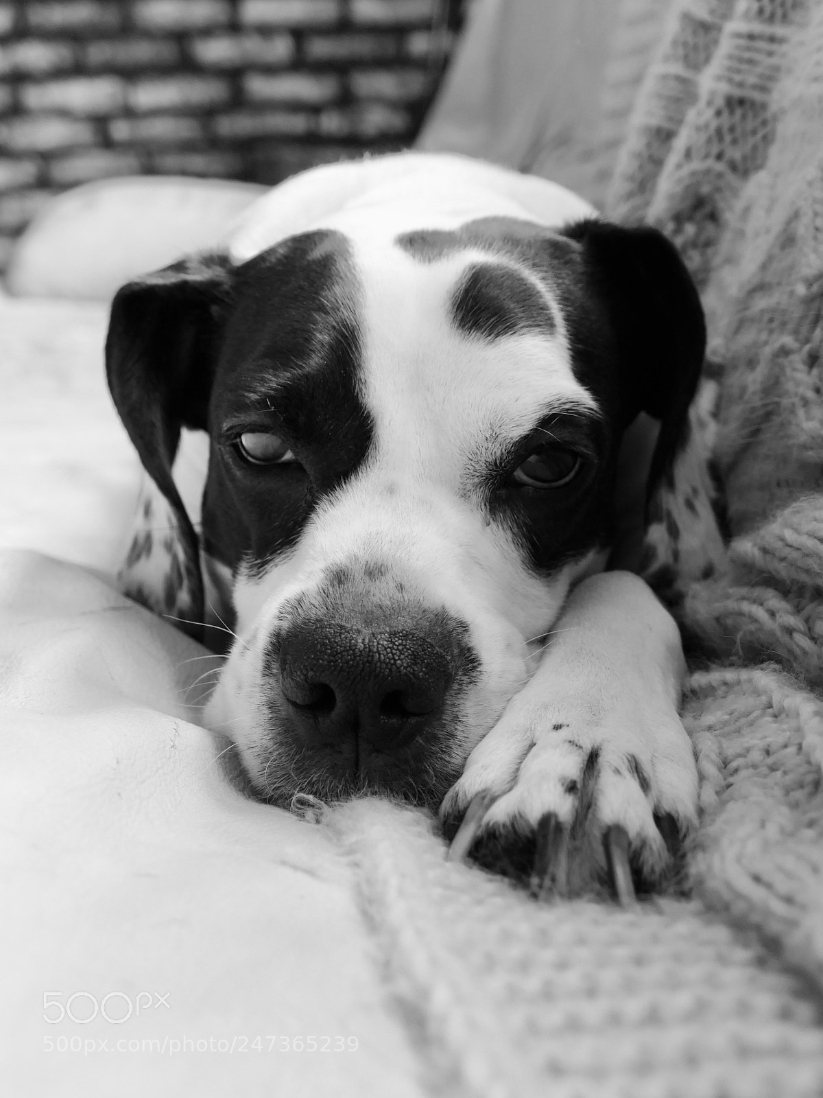 Panasonic Lumix DMC-FZ1000 sample photo. A dog named violet photography