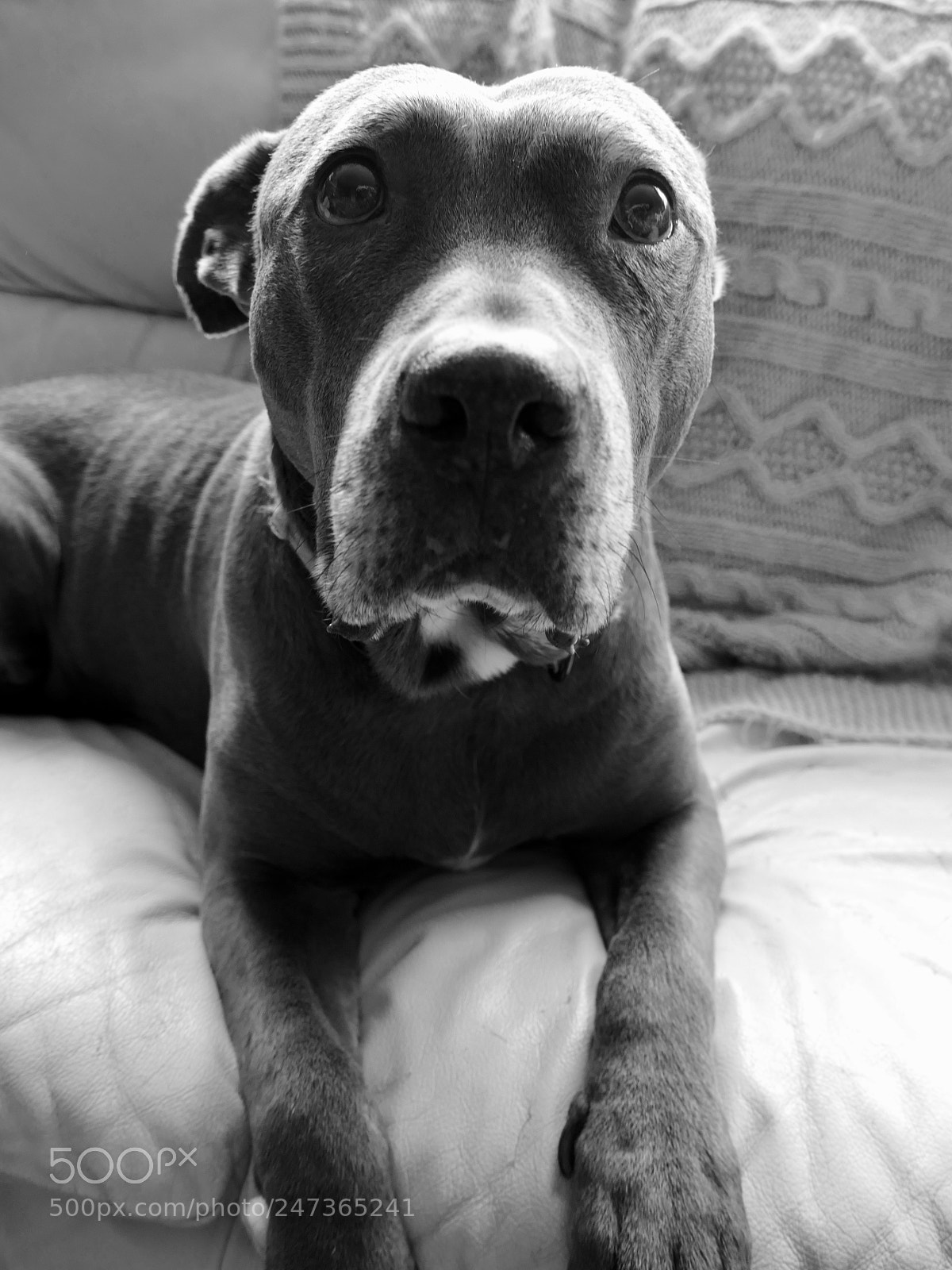 Panasonic Lumix DMC-FZ1000 sample photo. A dog named daisy photography