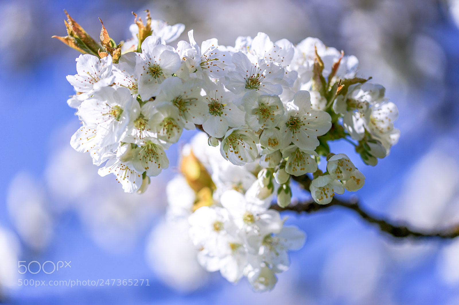 Sony a7 II sample photo. Life photography