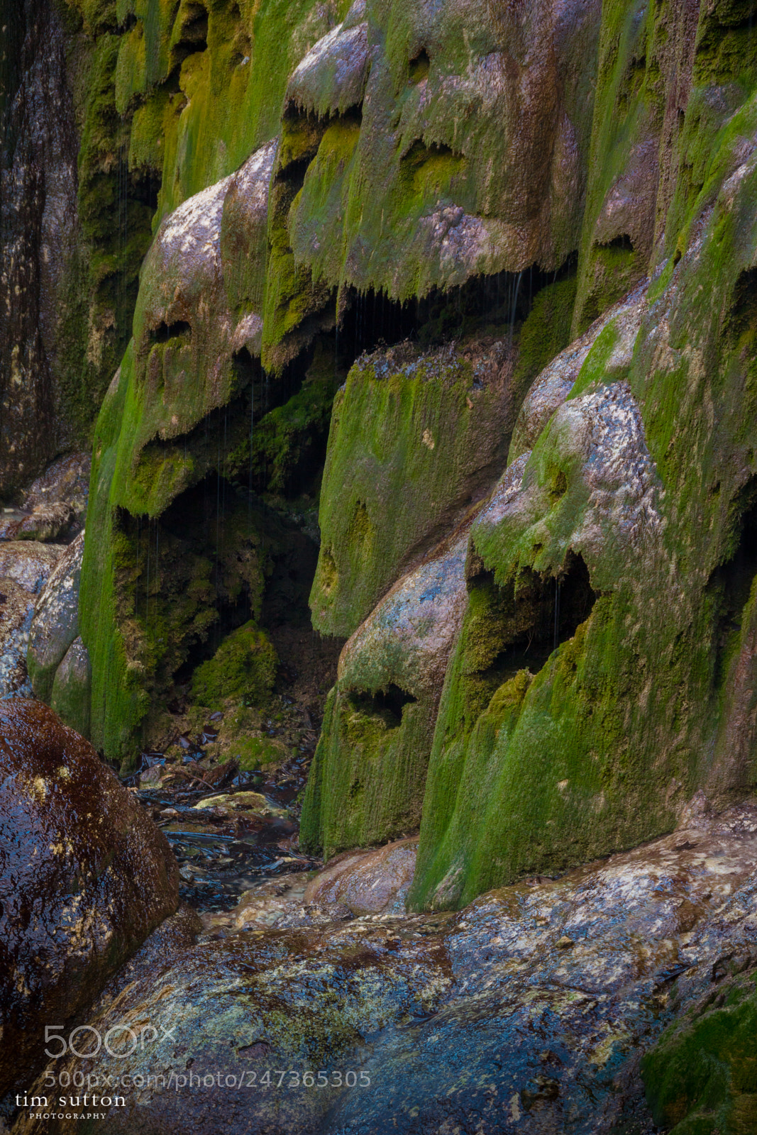 Sony ILCA-77M2 sample photo. Winter moss photography