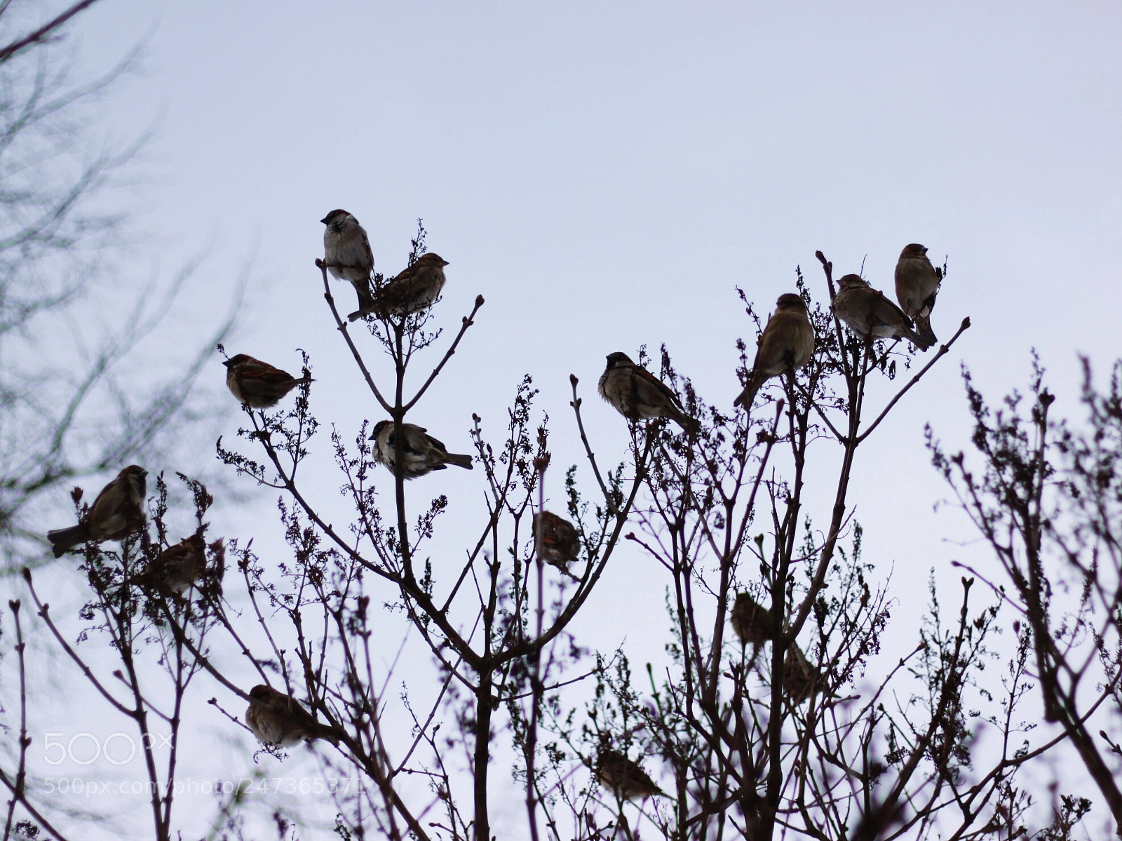 Canon EOS 500D (EOS Rebel T1i / EOS Kiss X3) sample photo. Sparrow tree photography