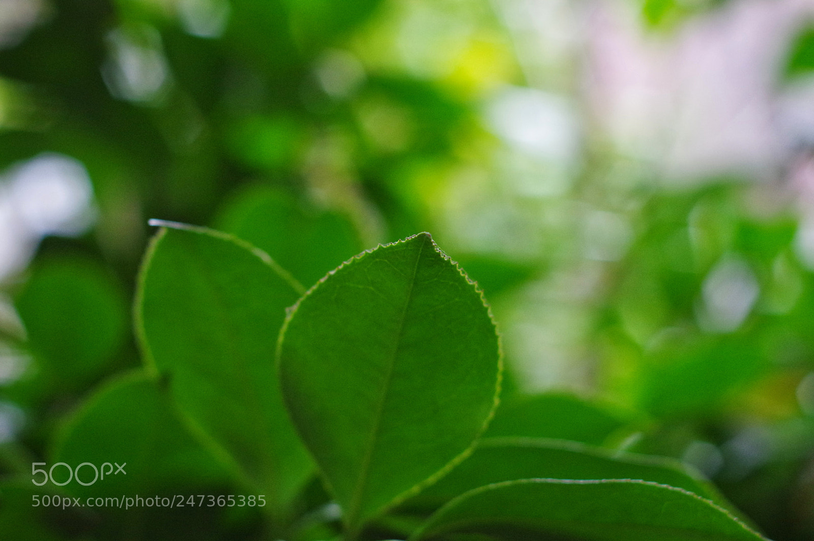 Pentax K-3 II sample photo. Untitled photography