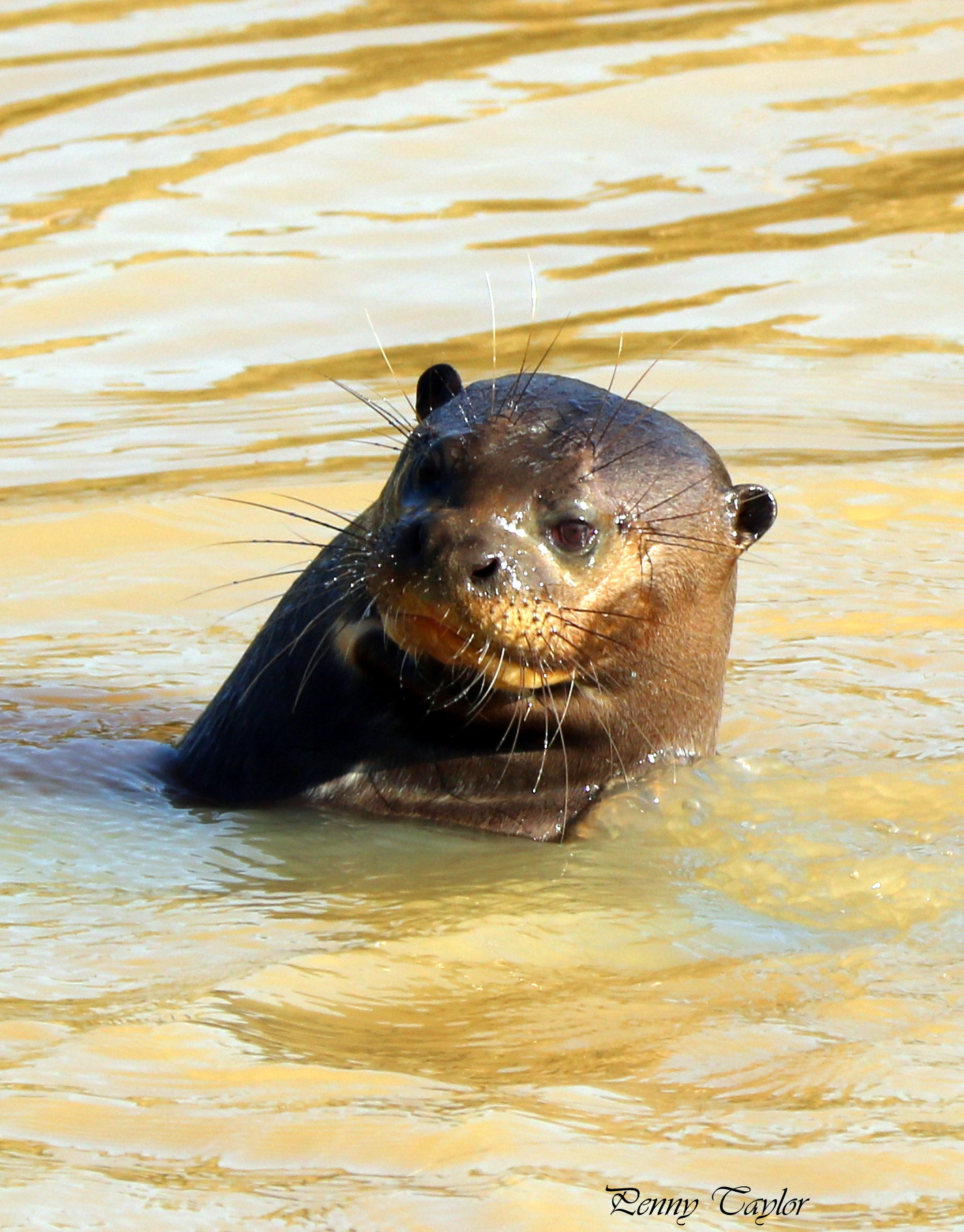 Canon EF 70-300 F4-5.6 IS II USM sample photo. Giant otter photography