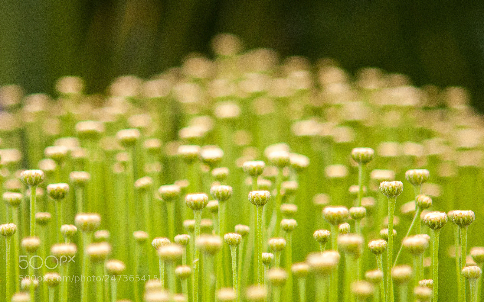 Canon EOS 20D sample photo. Flowers, kent photography