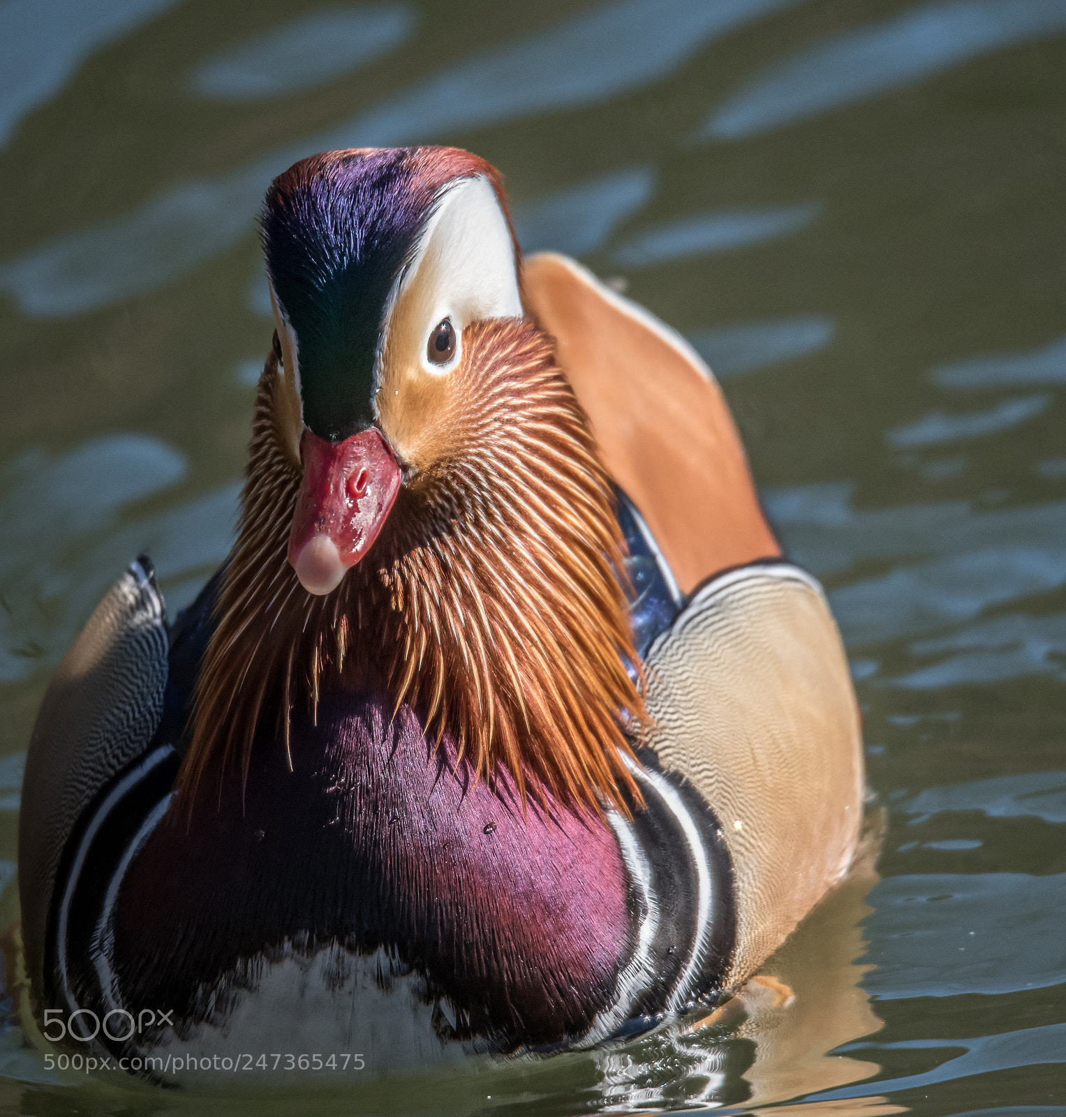 Nikon D500 sample photo. Mandarin duck photography
