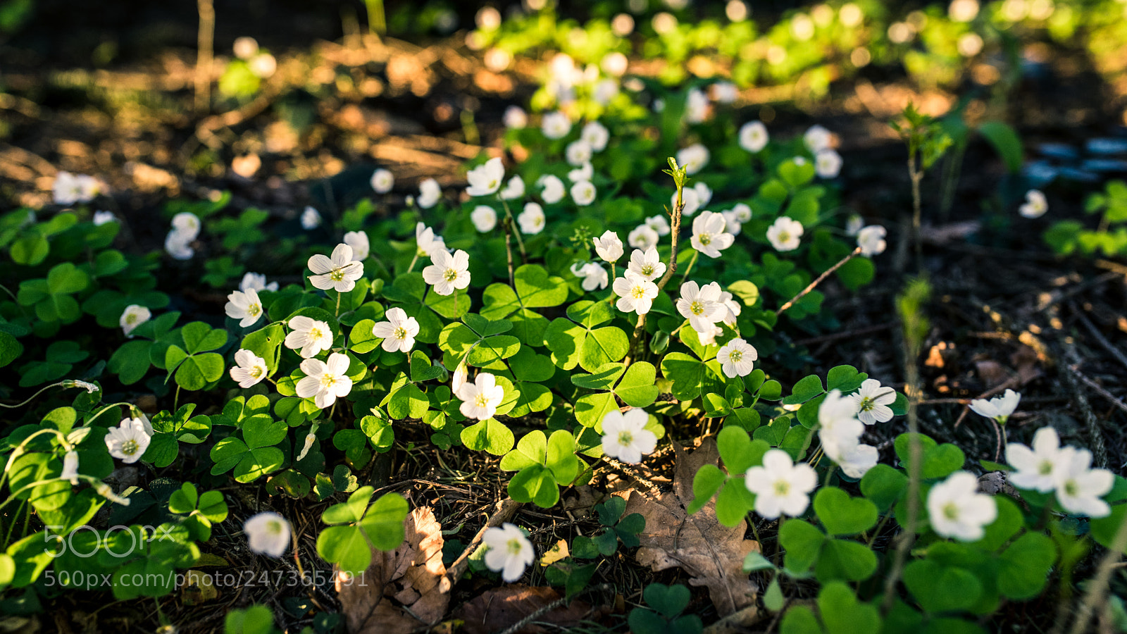 Sony a7 II sample photo. See you again photography