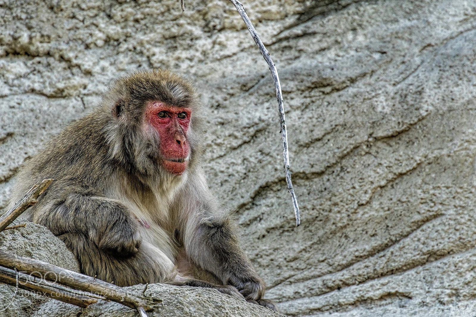 Sony a9 sample photo. Snow monkey on alert photography