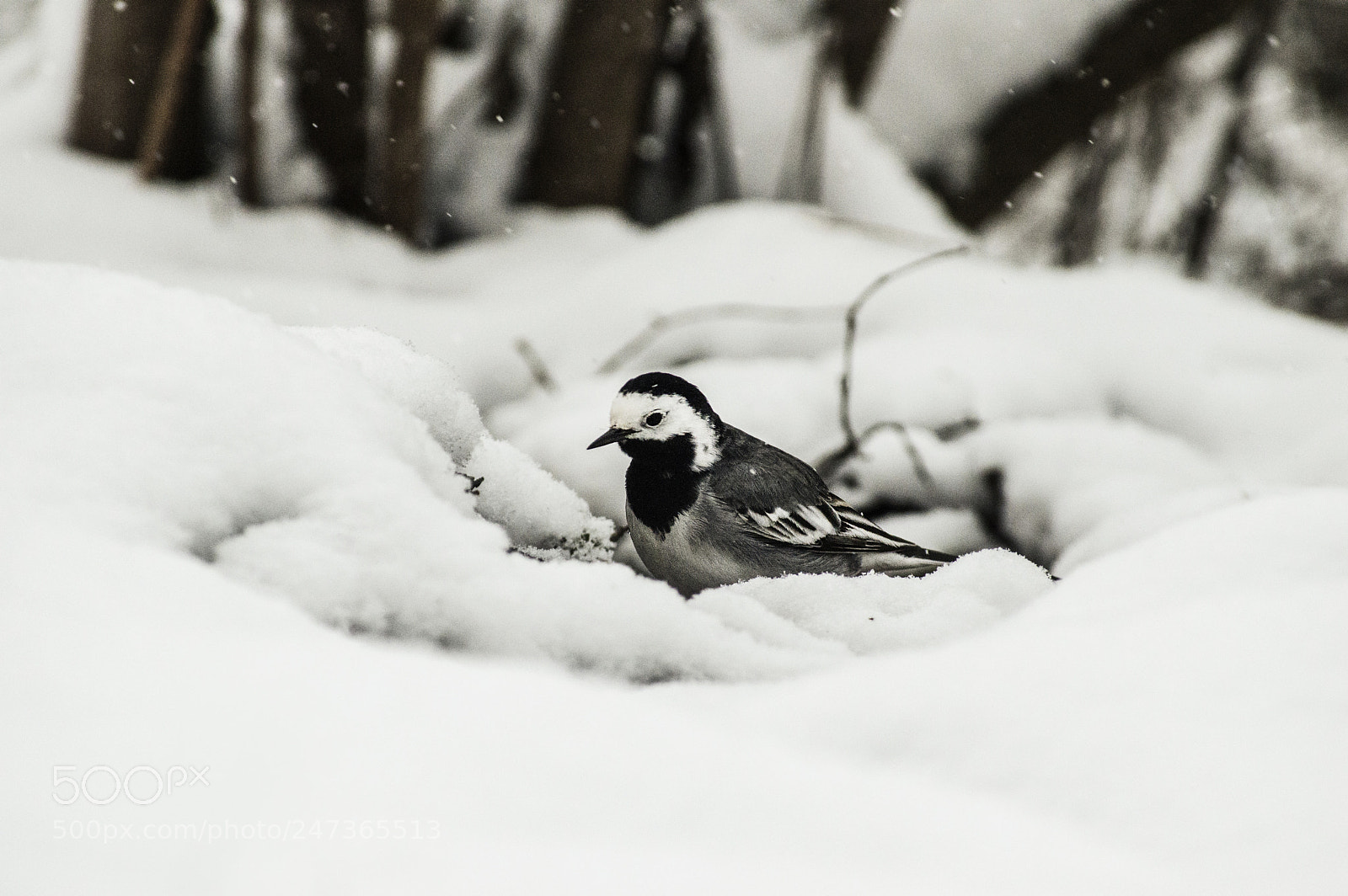 Nikon D3200 sample photo. Winter gifts photography