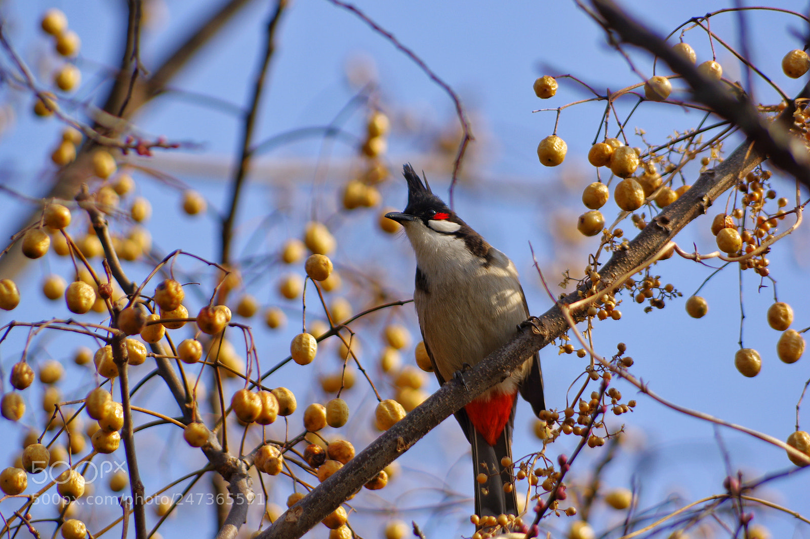 Pentax K-3 II sample photo. Untitled photography