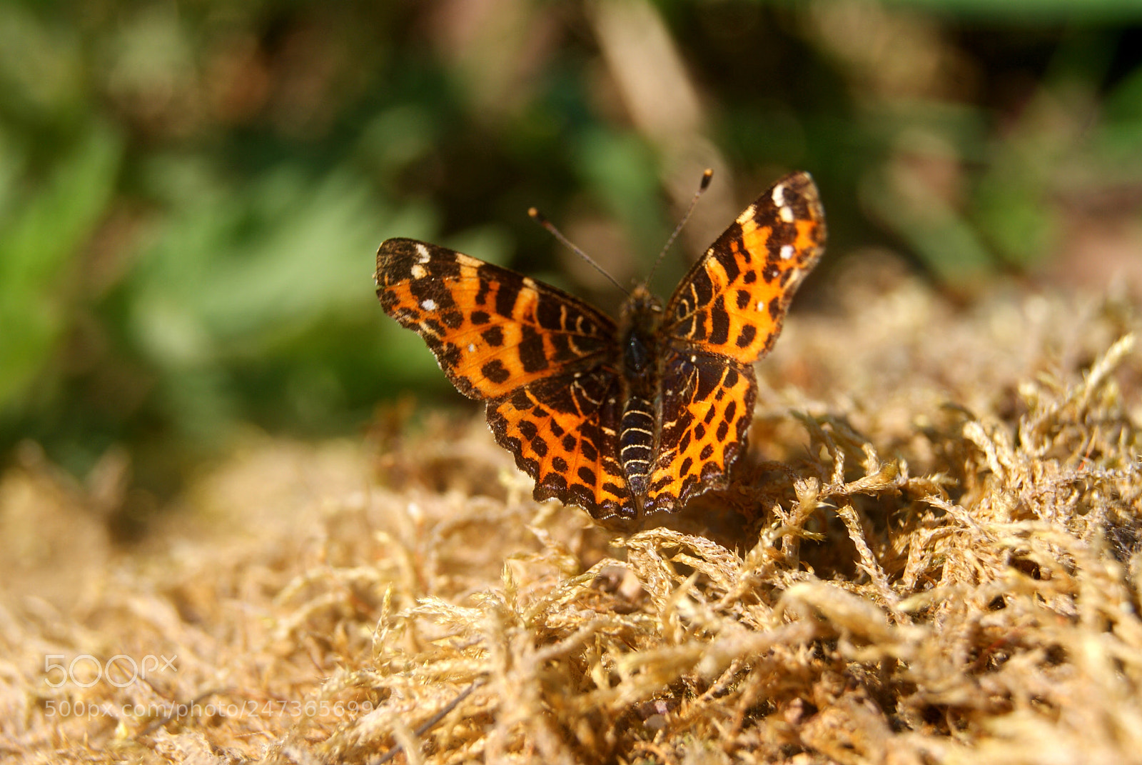 Sony Alpha DSLR-A330 sample photo. Schorsch photography
