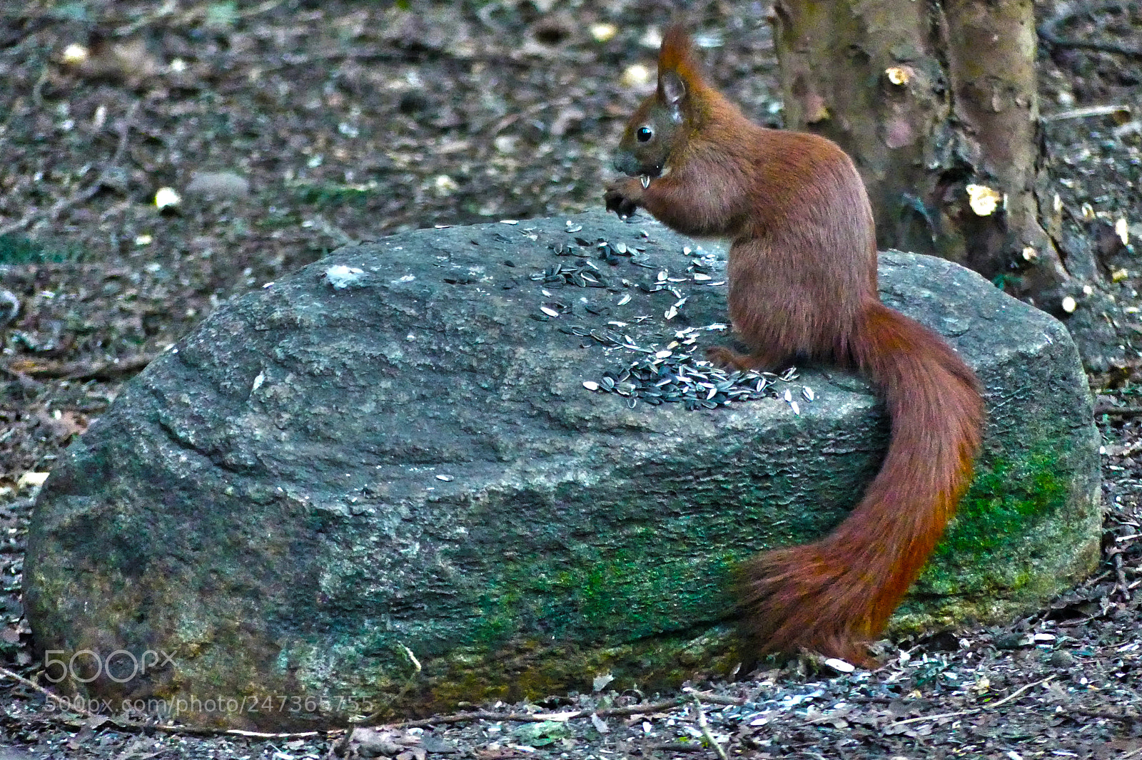 Panasonic Lumix DMC-FZ300 sample photo. Squirrel eats sunflower seeds photography