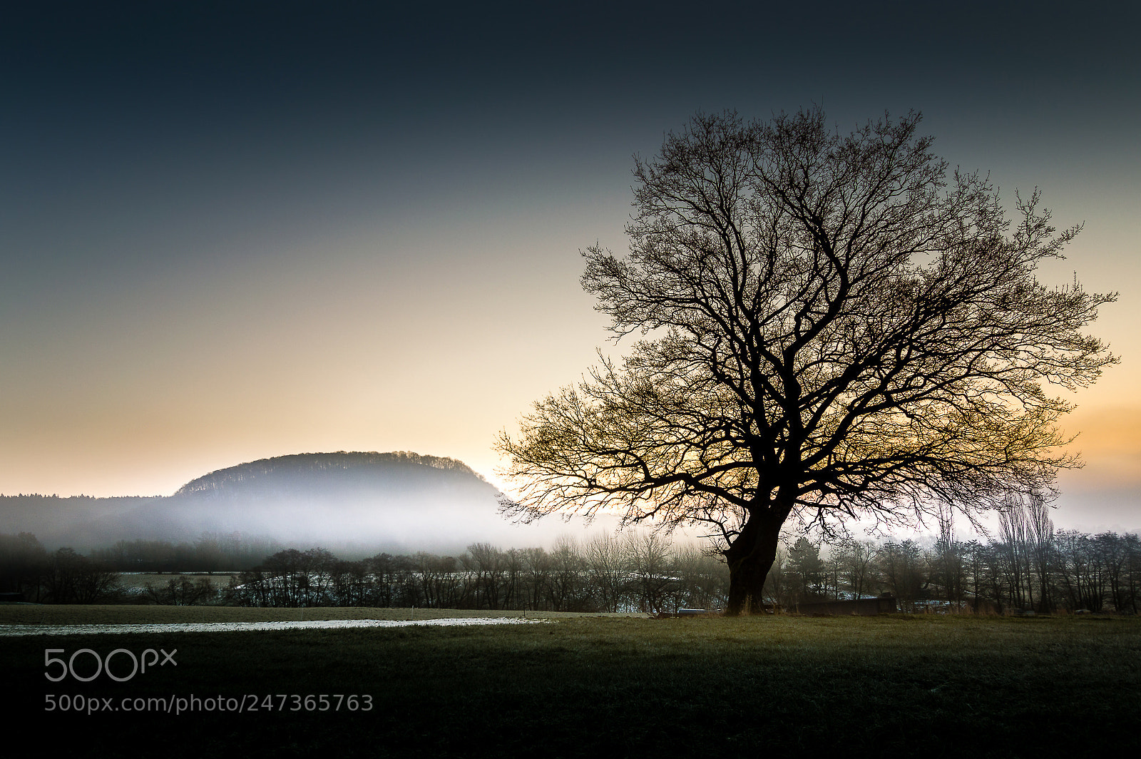 Nikon D3200 sample photo. Tree in foggy environment photography