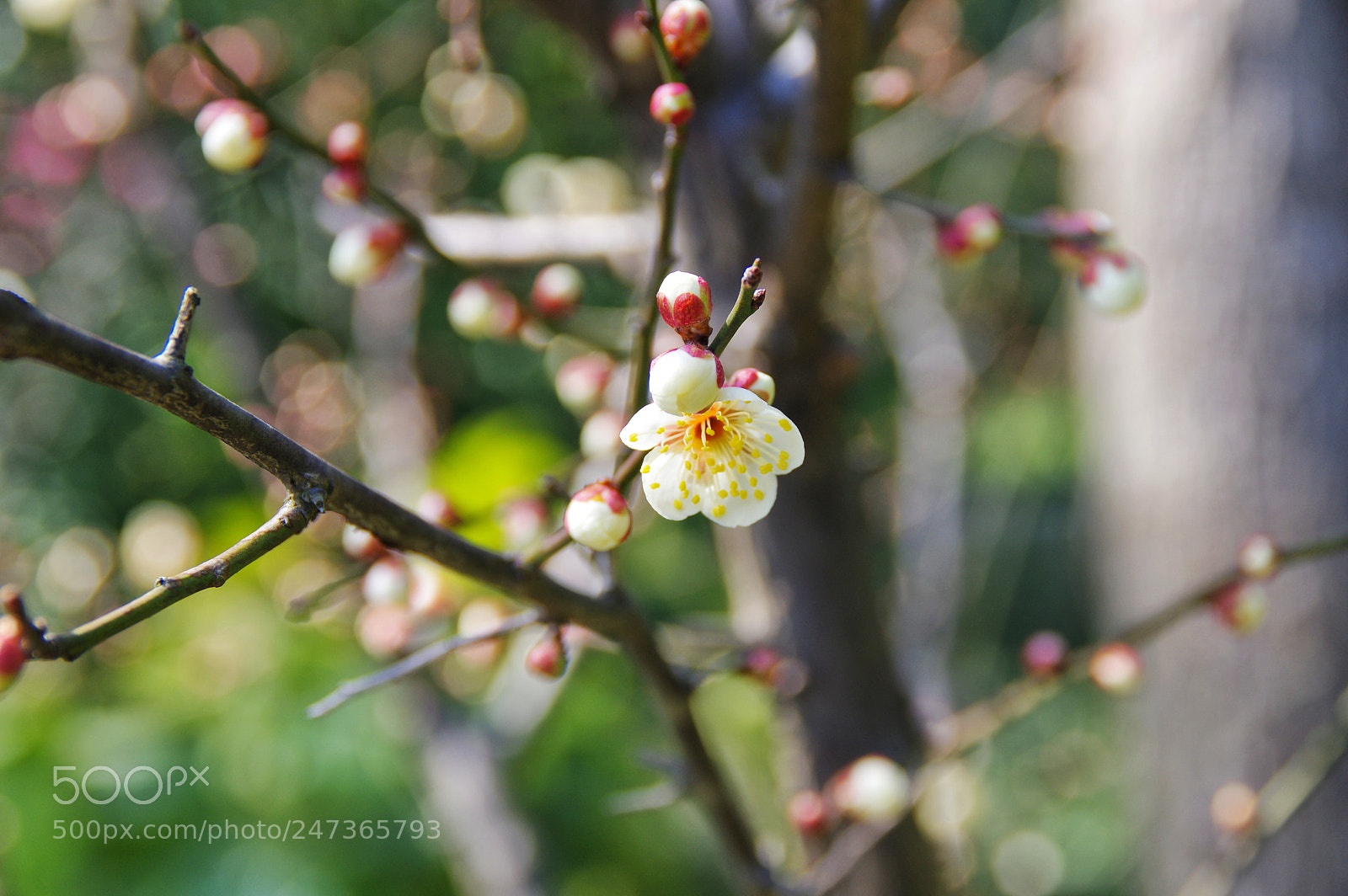 Pentax K-3 II sample photo. Untitled photography