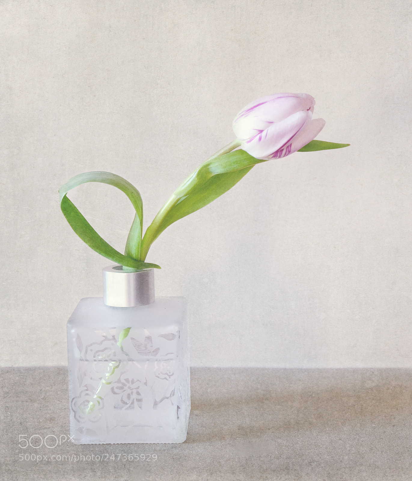 Fujifilm X-T10 sample photo. Pink tulip photography