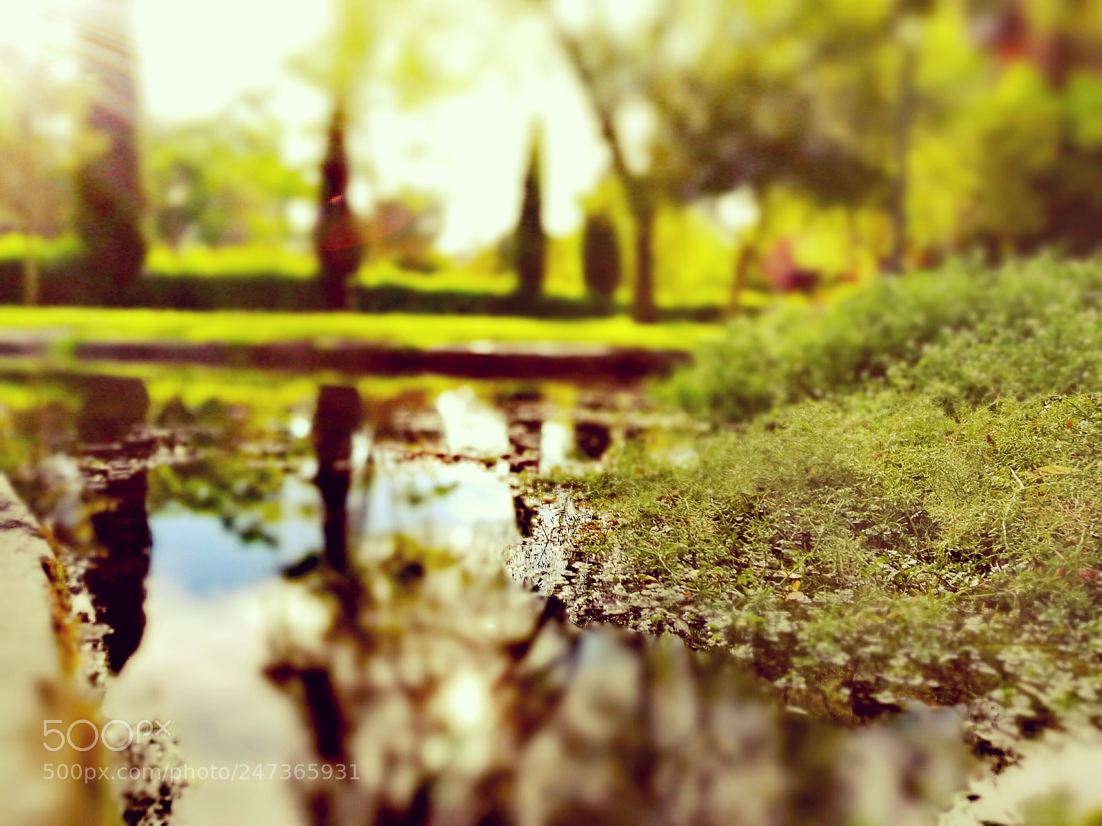 HUAWEI P9 sample photo. Pond photography