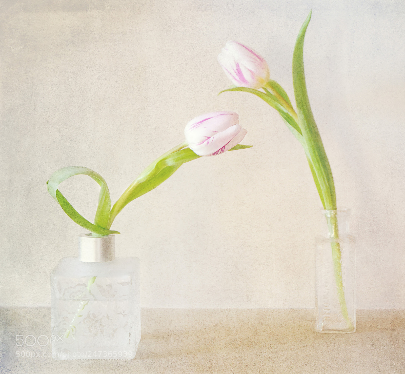 Fujifilm X-T10 sample photo. Two tulips photography