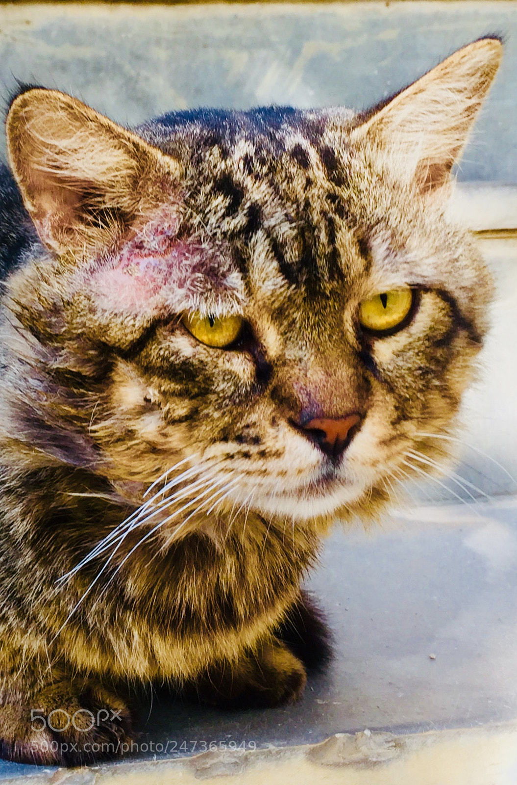 Apple iPhone 6 sample photo. Anger mode photography