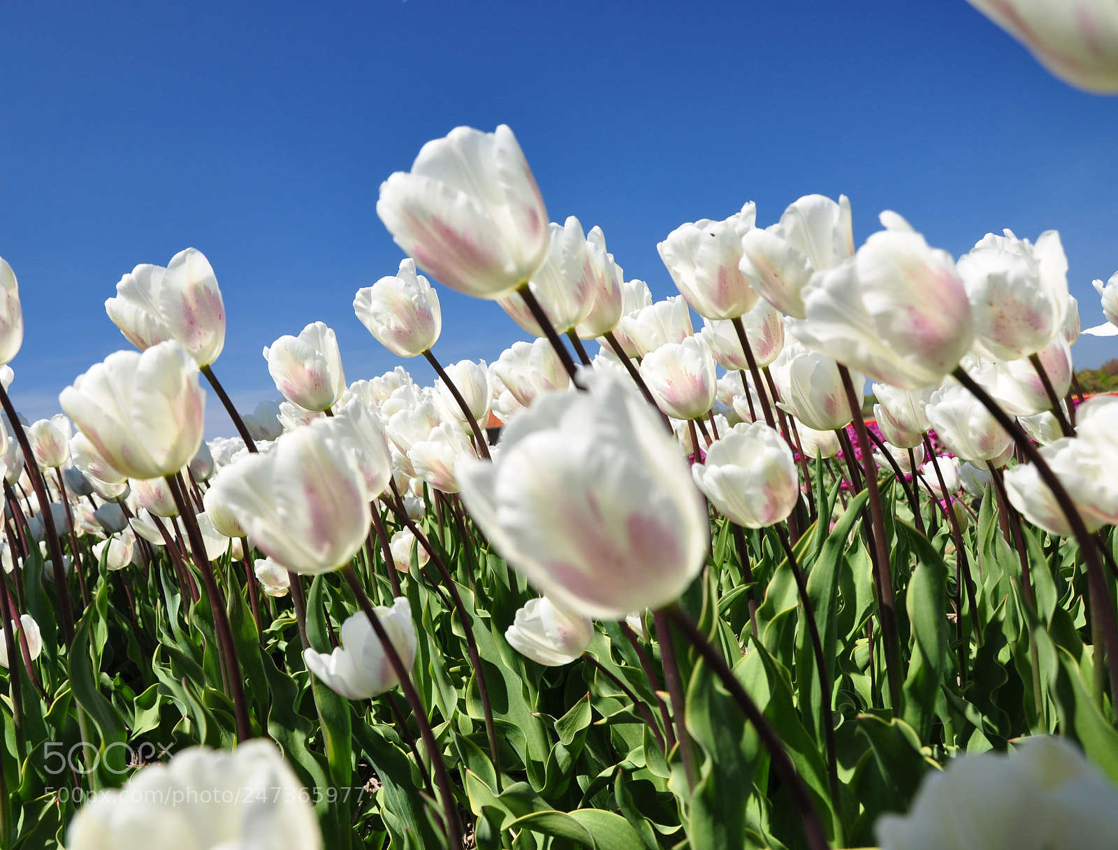 Nikon D90 sample photo. Tulips @ blue skies photography
