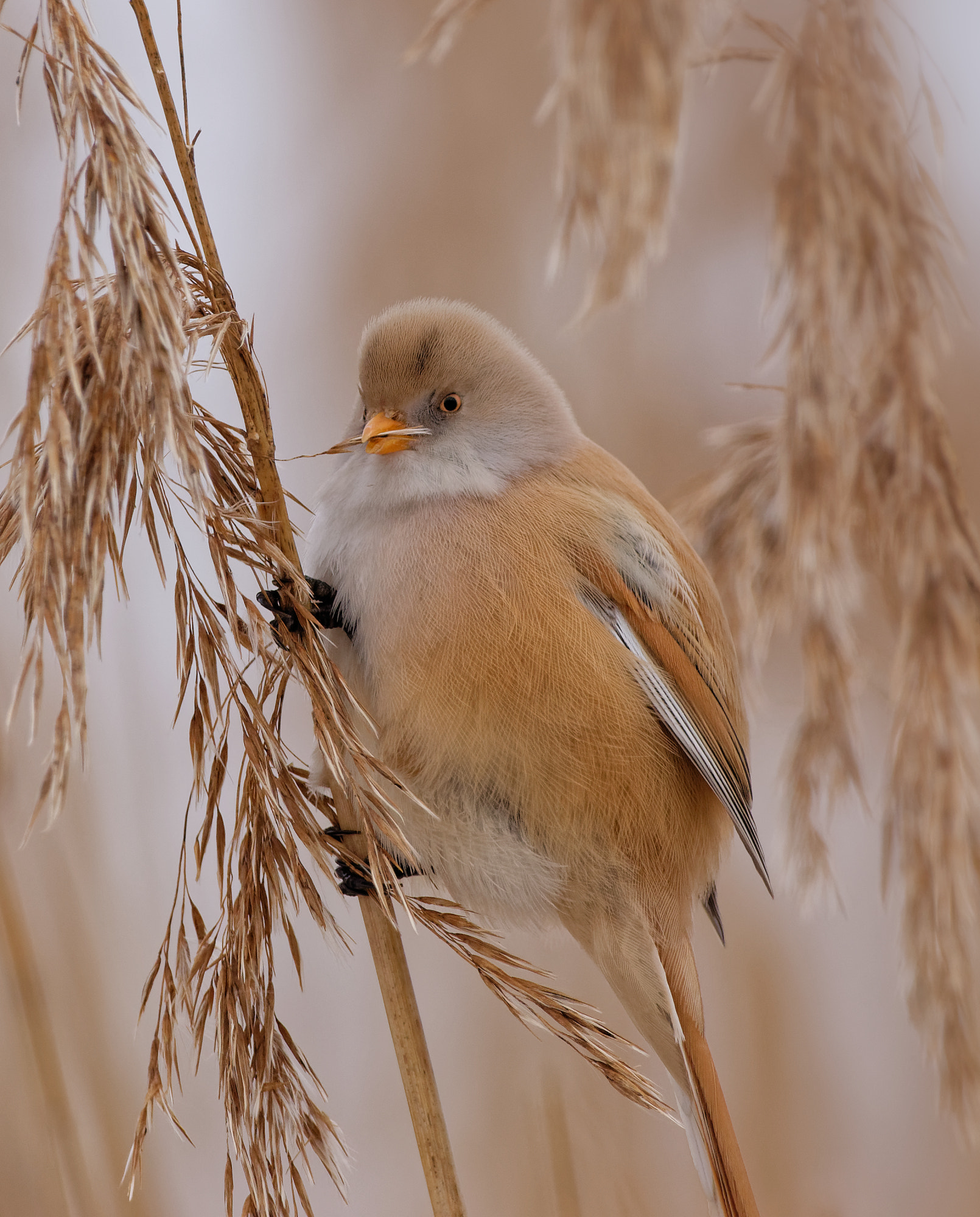 Sigma 150-600mm F5-6.3 DG OS HSM | C sample photo. Bearded reedling (panurus biarmicus) photography