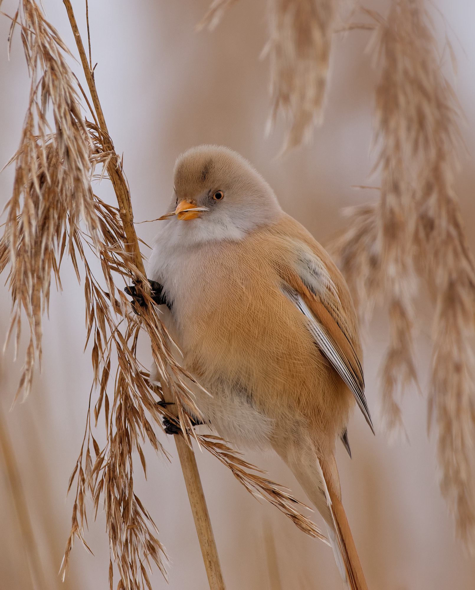 Nikon D5600 + Sigma 150-600mm F5-6.3 DG OS HSM | C sample photo. Bearded reedling (panurus biarmicus) photography