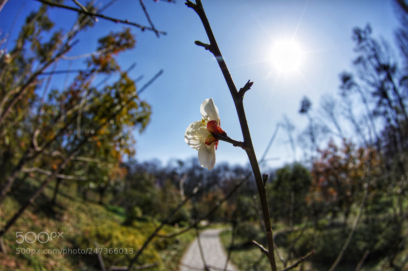 Pentax K-3 II sample photo. Untitled photography