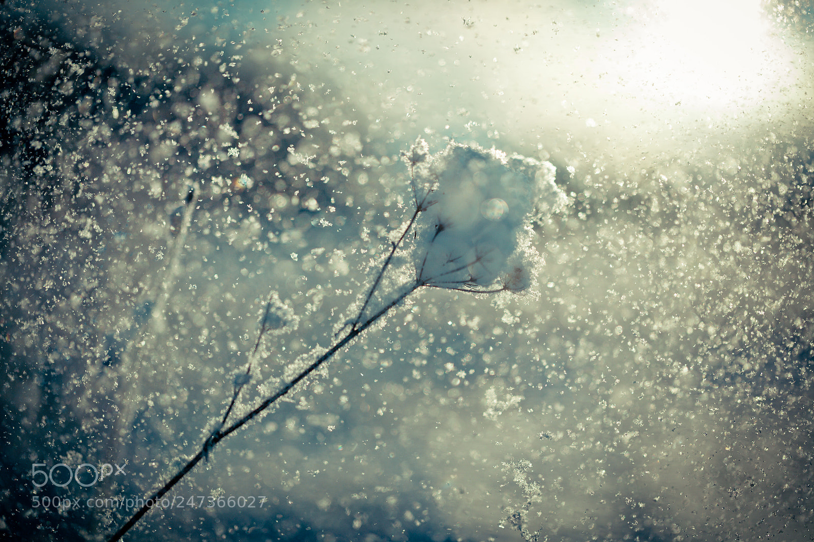 Canon EOS-1Ds Mark II sample photo. Winter branch covered with photography