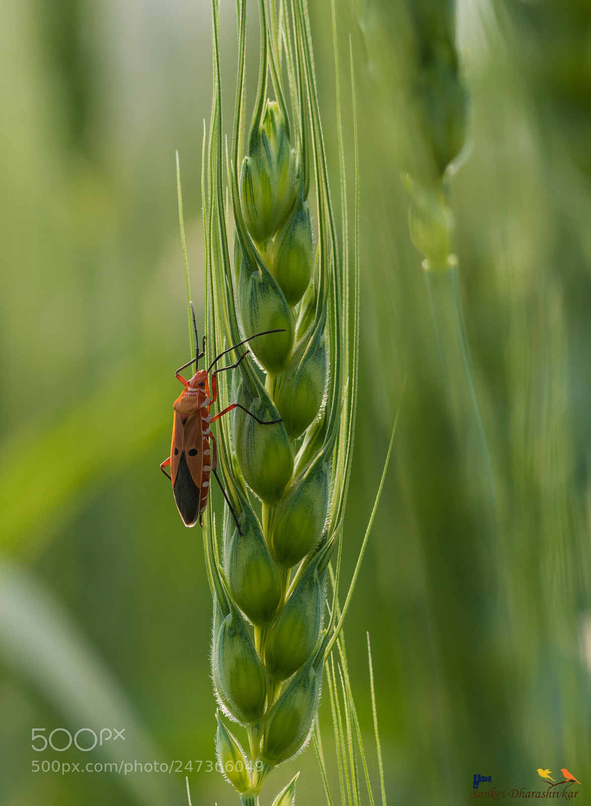 Canon EOS 7D Mark II sample photo. Bug on wheat..!! photography