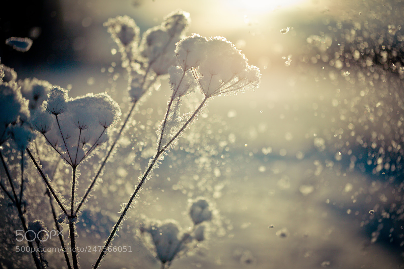 Canon EOS-1Ds Mark II sample photo. Winter branch covered with photography