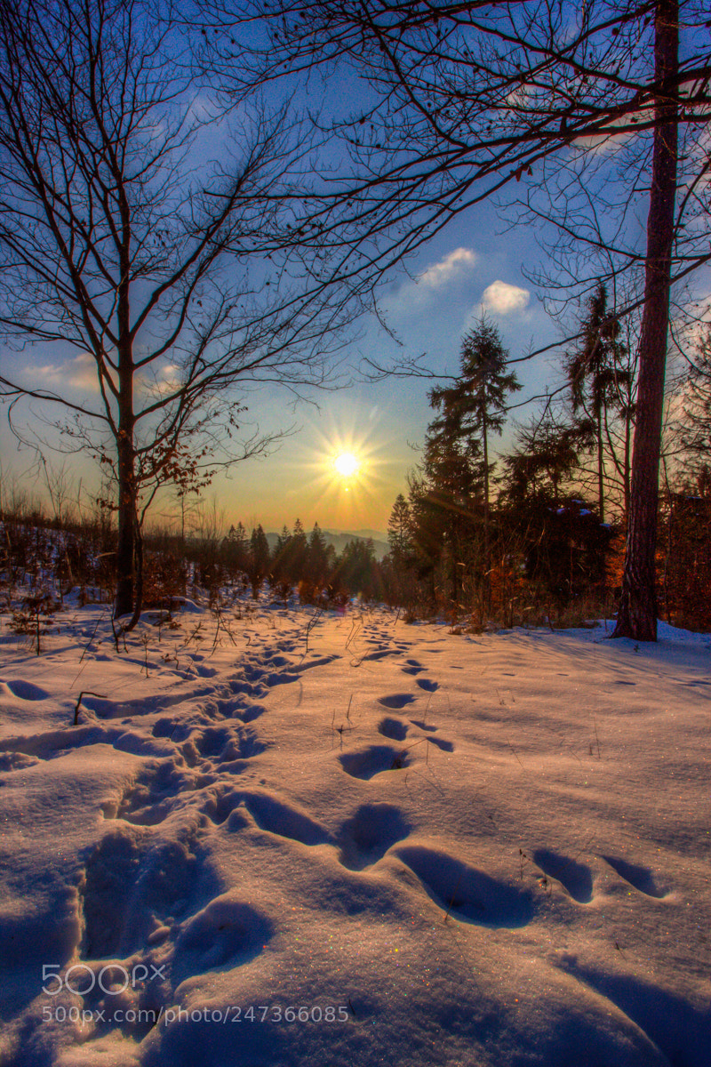 Canon EOS 50D sample photo. Winter photography