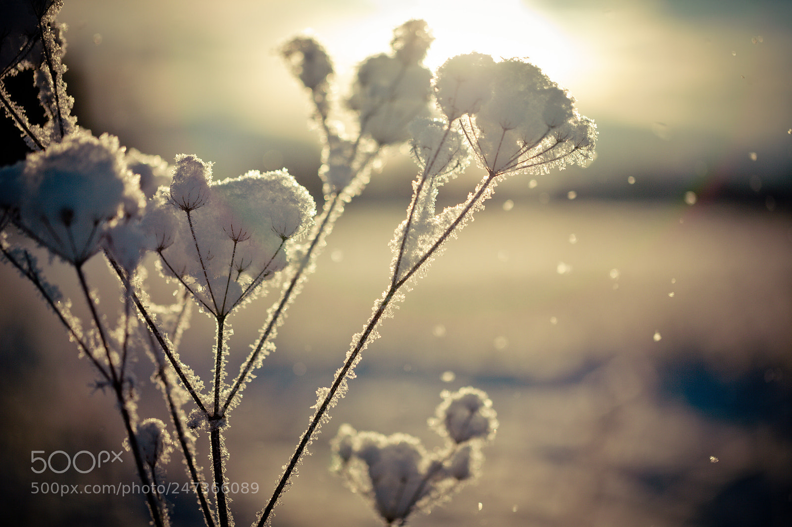 Canon EOS-1Ds Mark II sample photo. Winter branch covered with photography