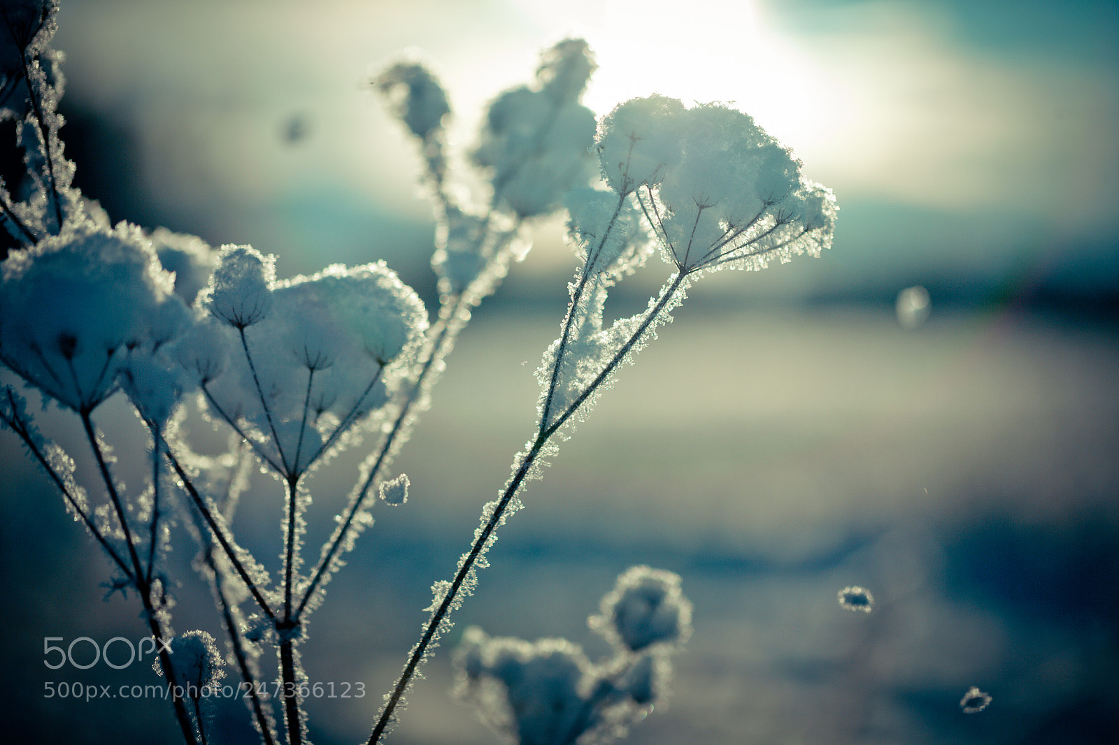 Canon EOS-1Ds Mark II sample photo. Winter branch covered with photography