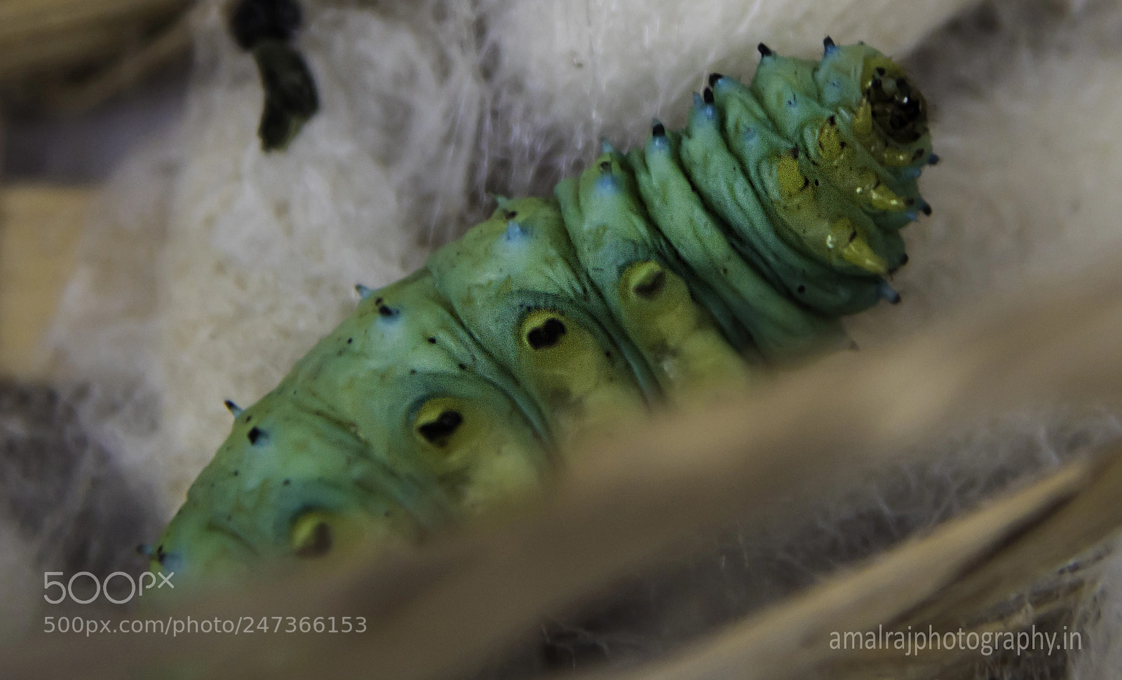 Nikon D810 sample photo. Silk worm photography
