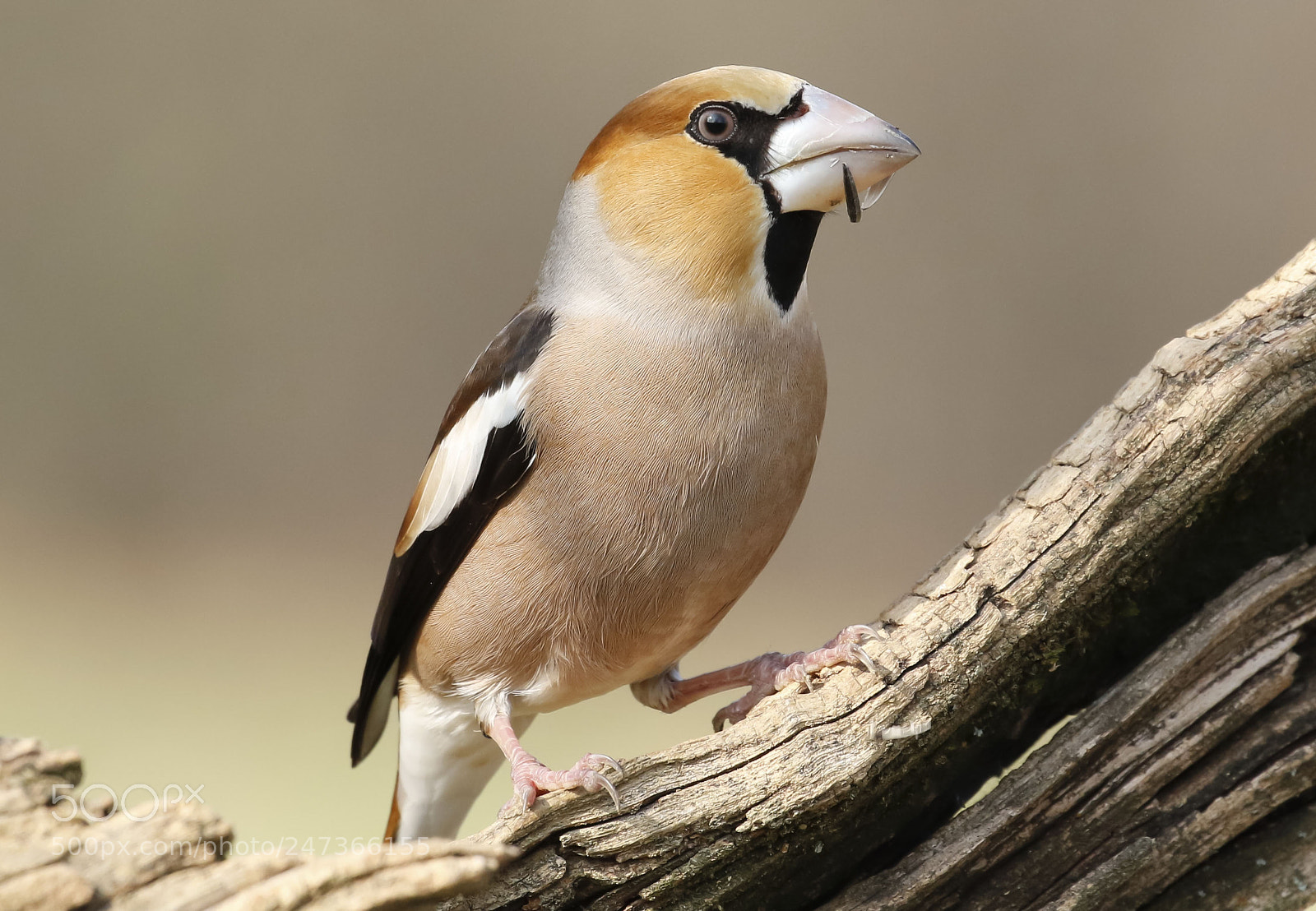 Canon EOS 7D Mark II sample photo. Hawfinch chewing seed photography