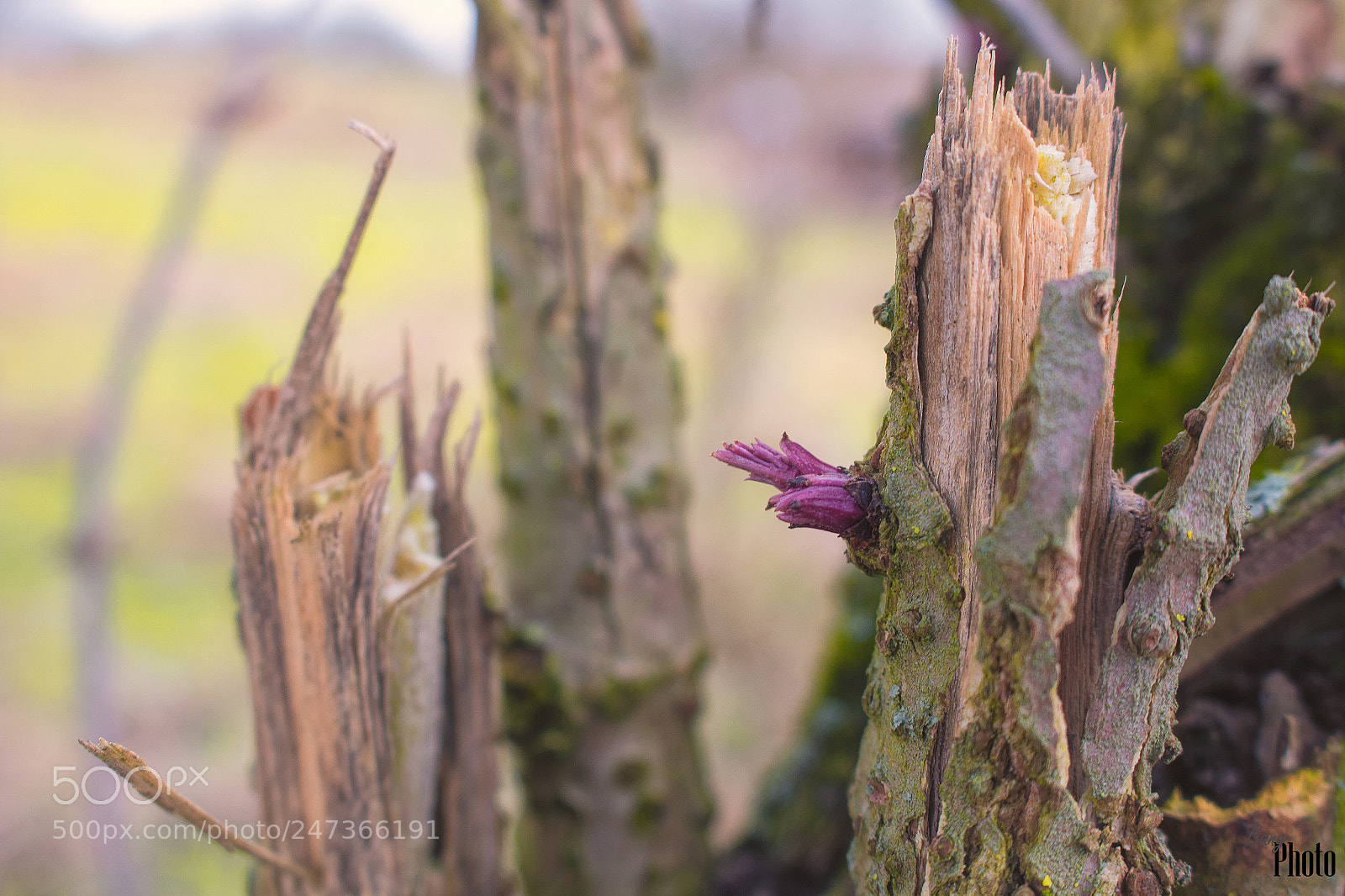 Canon EOS 100D (EOS Rebel SL1 / EOS Kiss X7) sample photo. Spring is coming photography