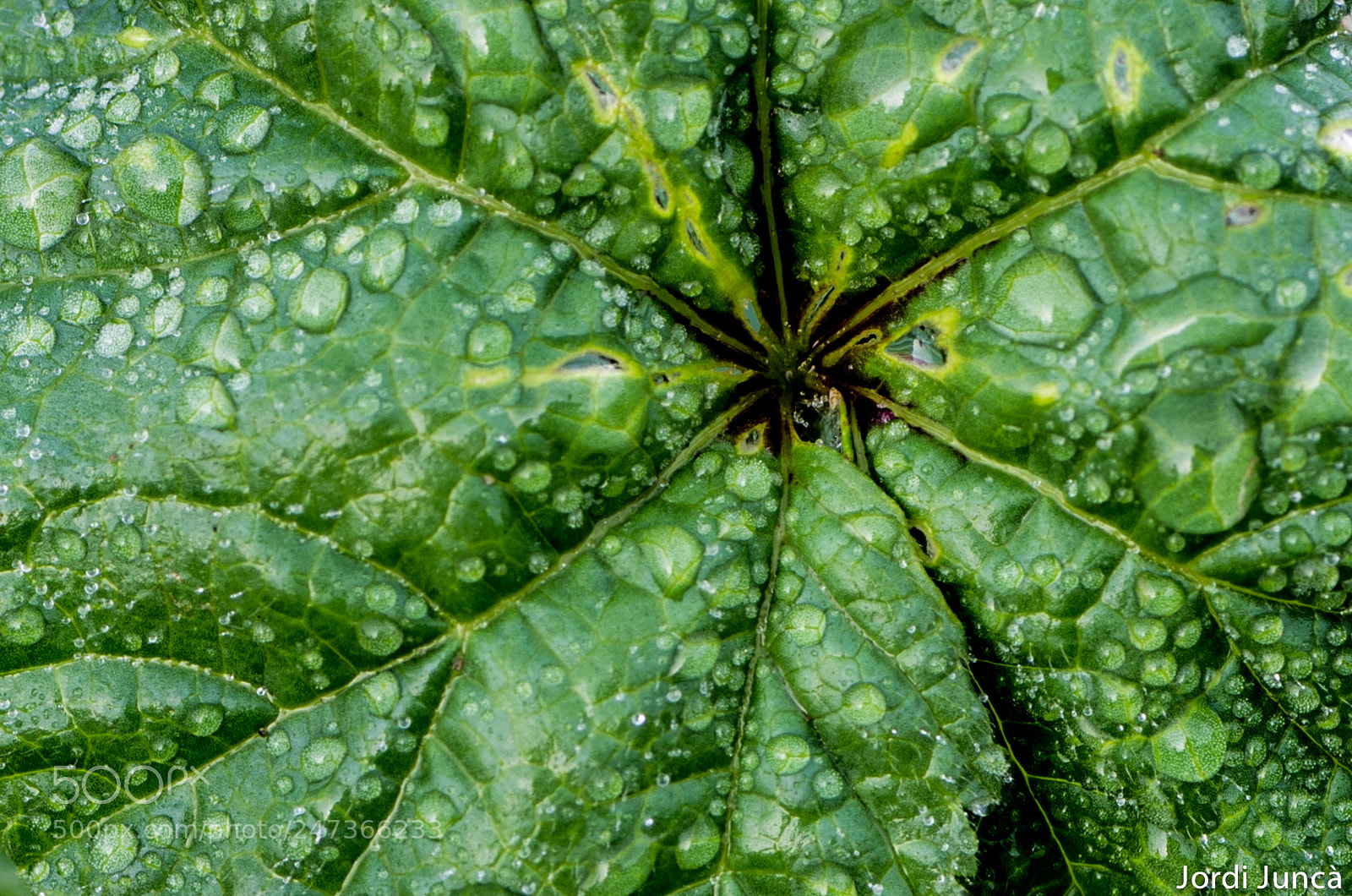 Pentax K-5 sample photo. Untitled photography