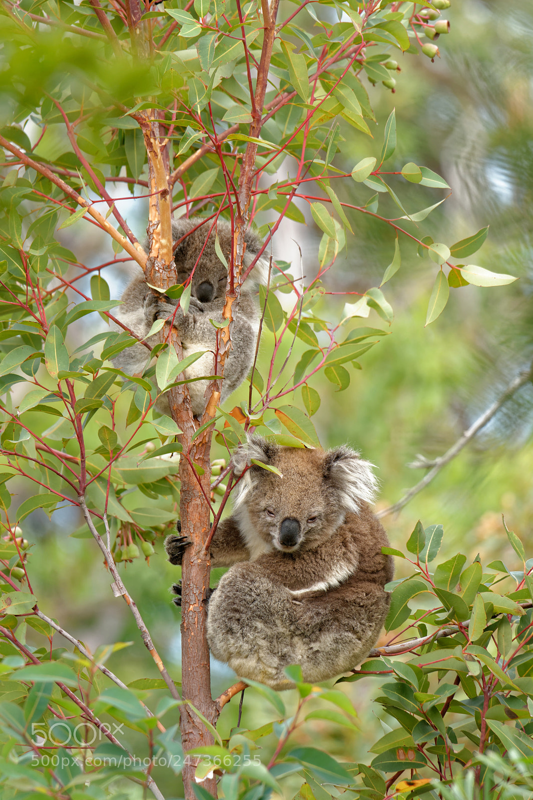 Nikon D800E sample photo. Koala bear´s family photography