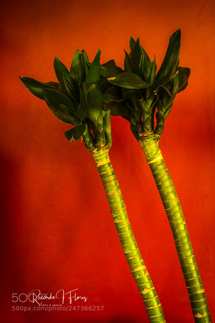 Canon EOS 7D Mark II sample photo. Guan yin bamboo photography