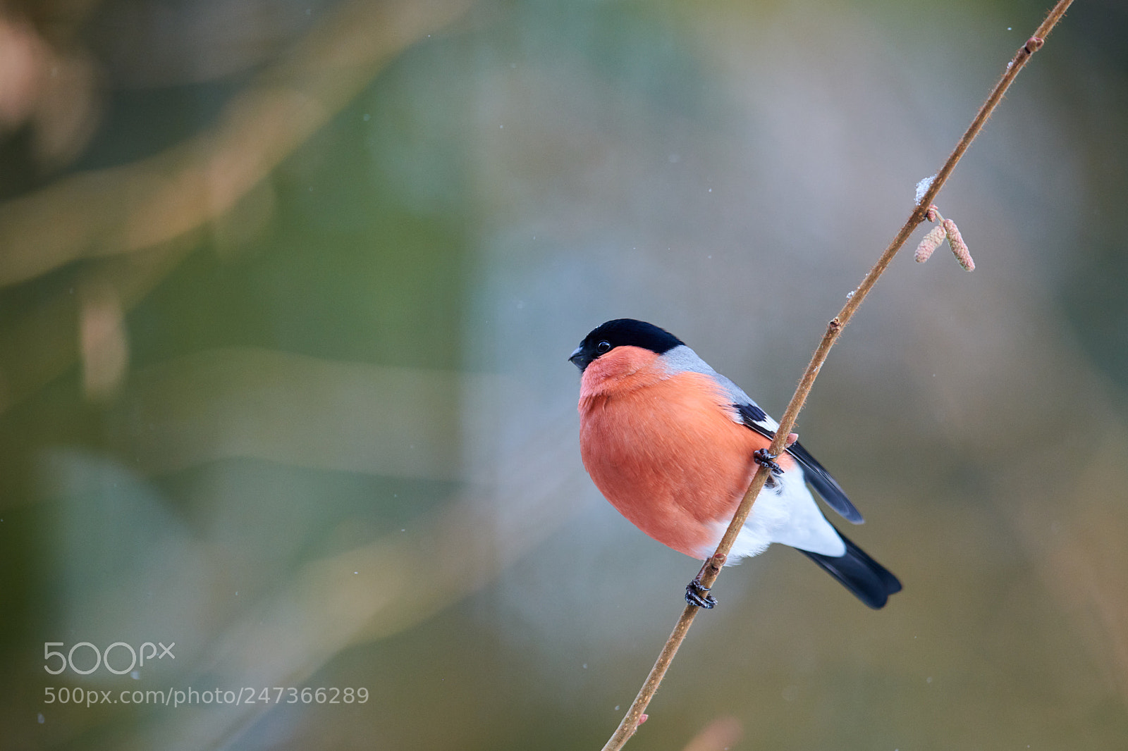 Nikon D850 sample photo. Stretching bullfinch. photography