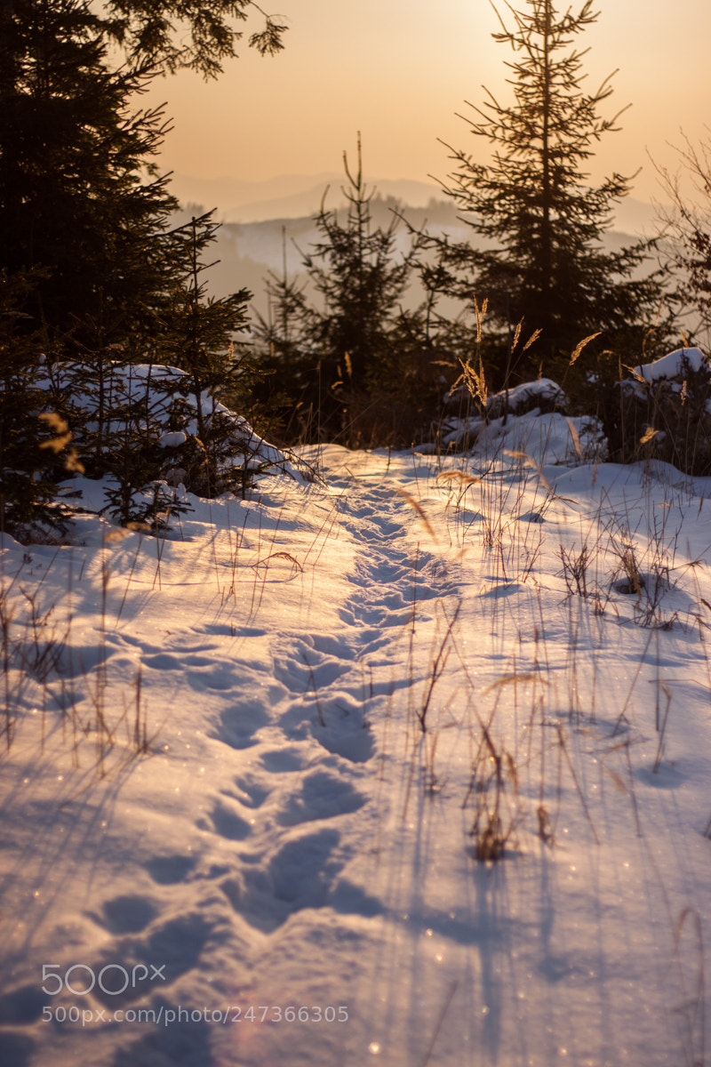 Canon EOS 50D sample photo. Walk photography